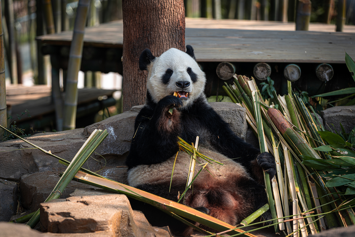 熊猫是吃肉的吗？真相揭秘！