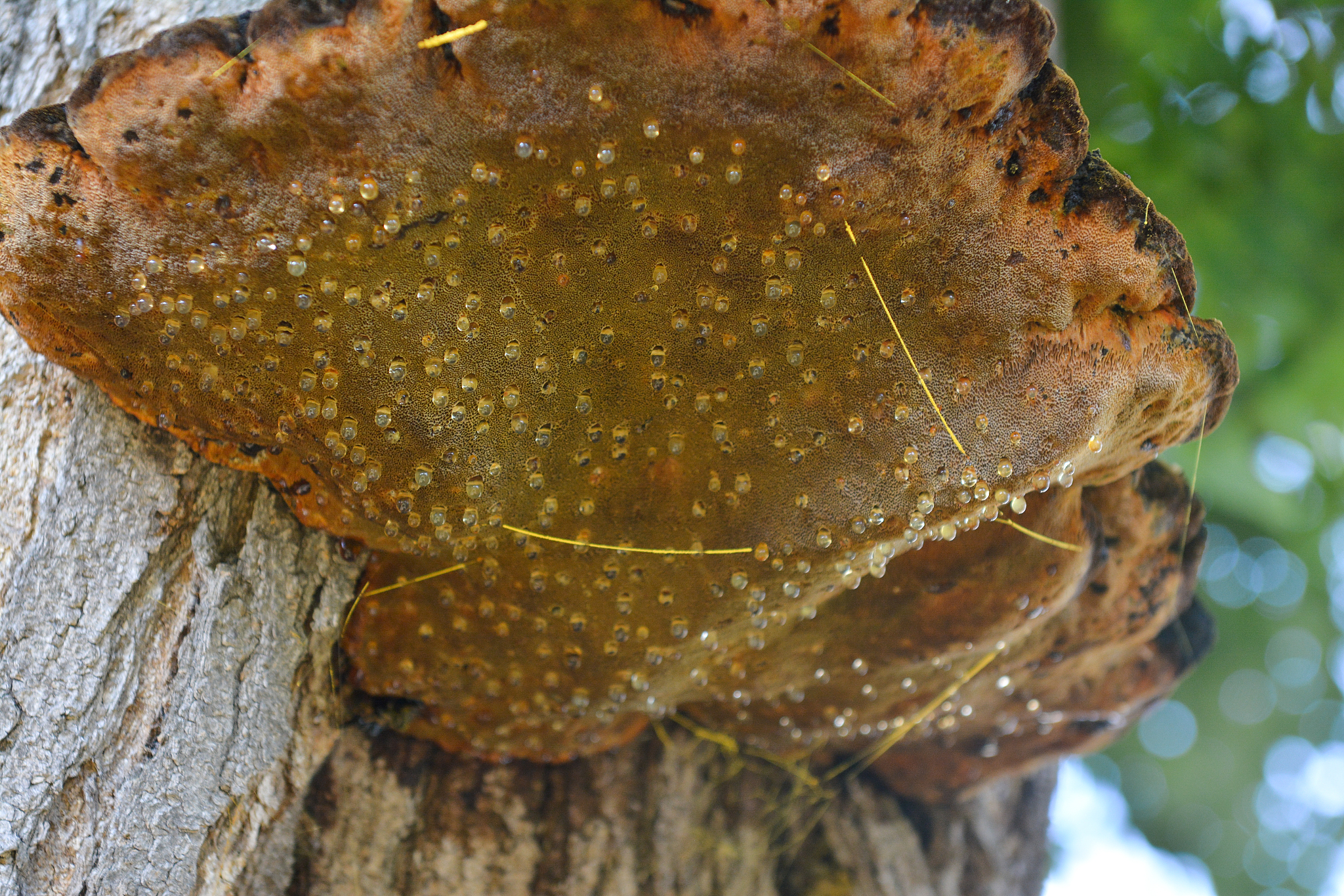 mushroom on a tree