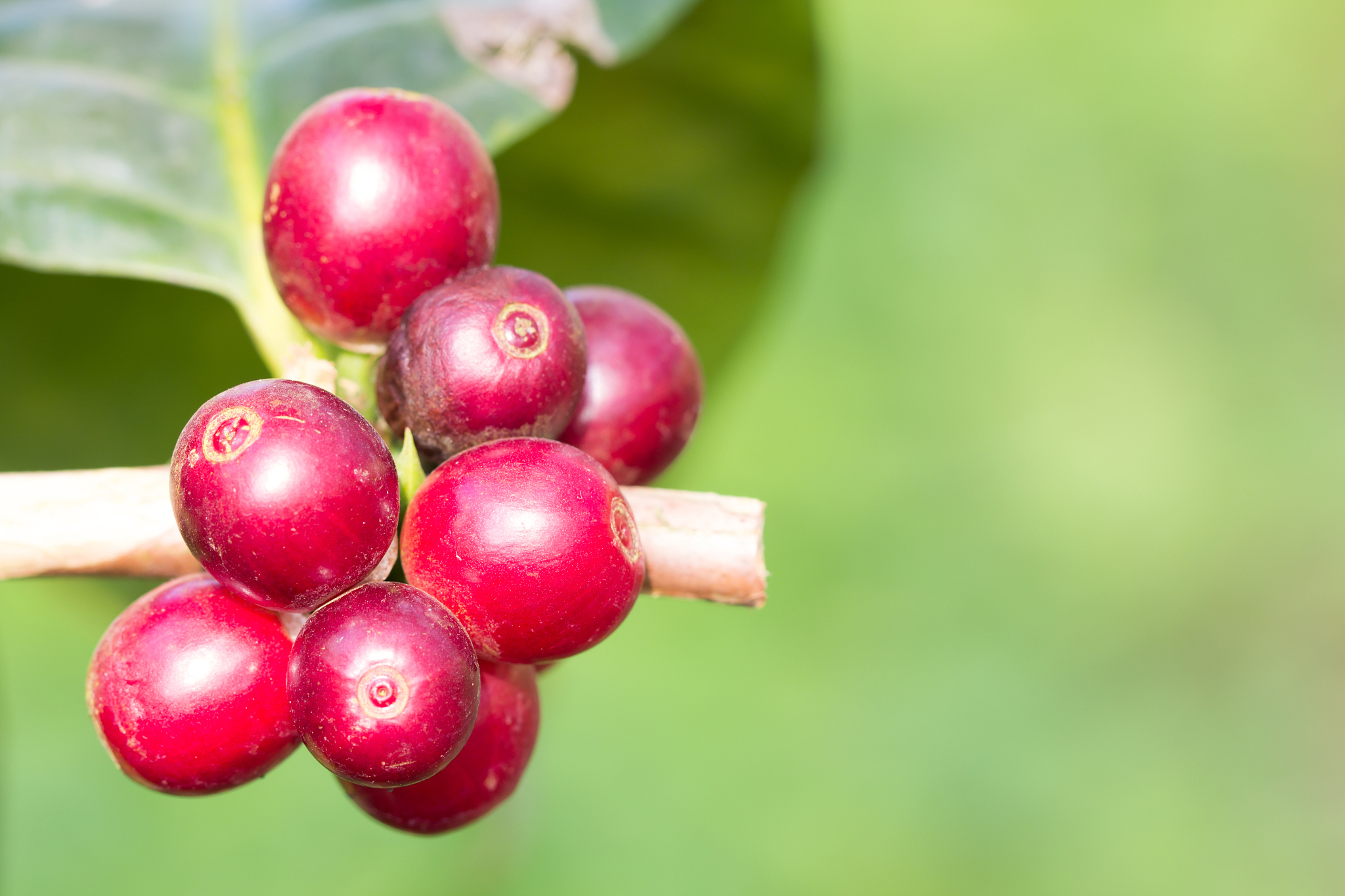 coffee beans on tree