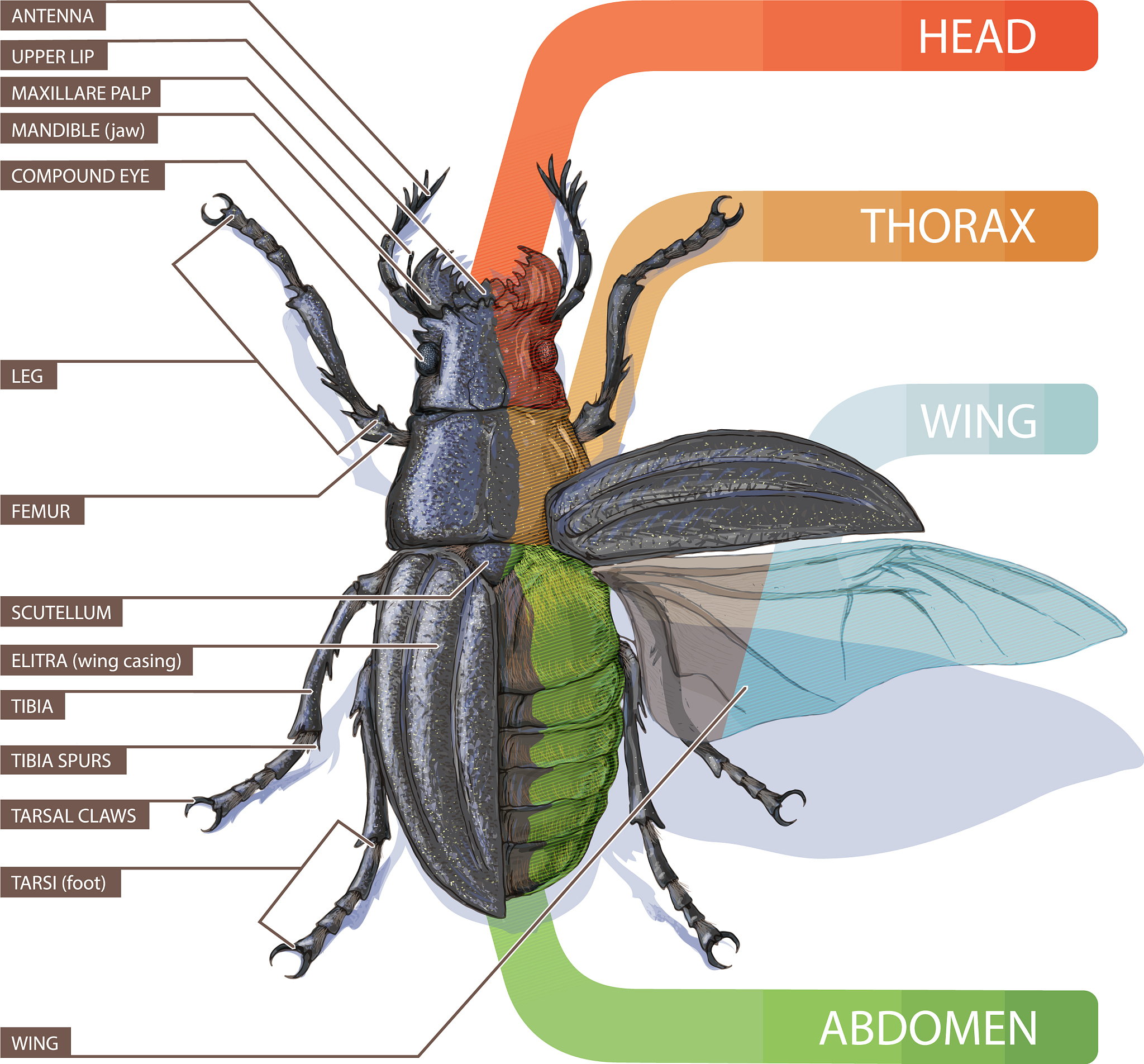 大尖鞘叩甲：分布、习性、生态价值 - 鞘翅目昆虫