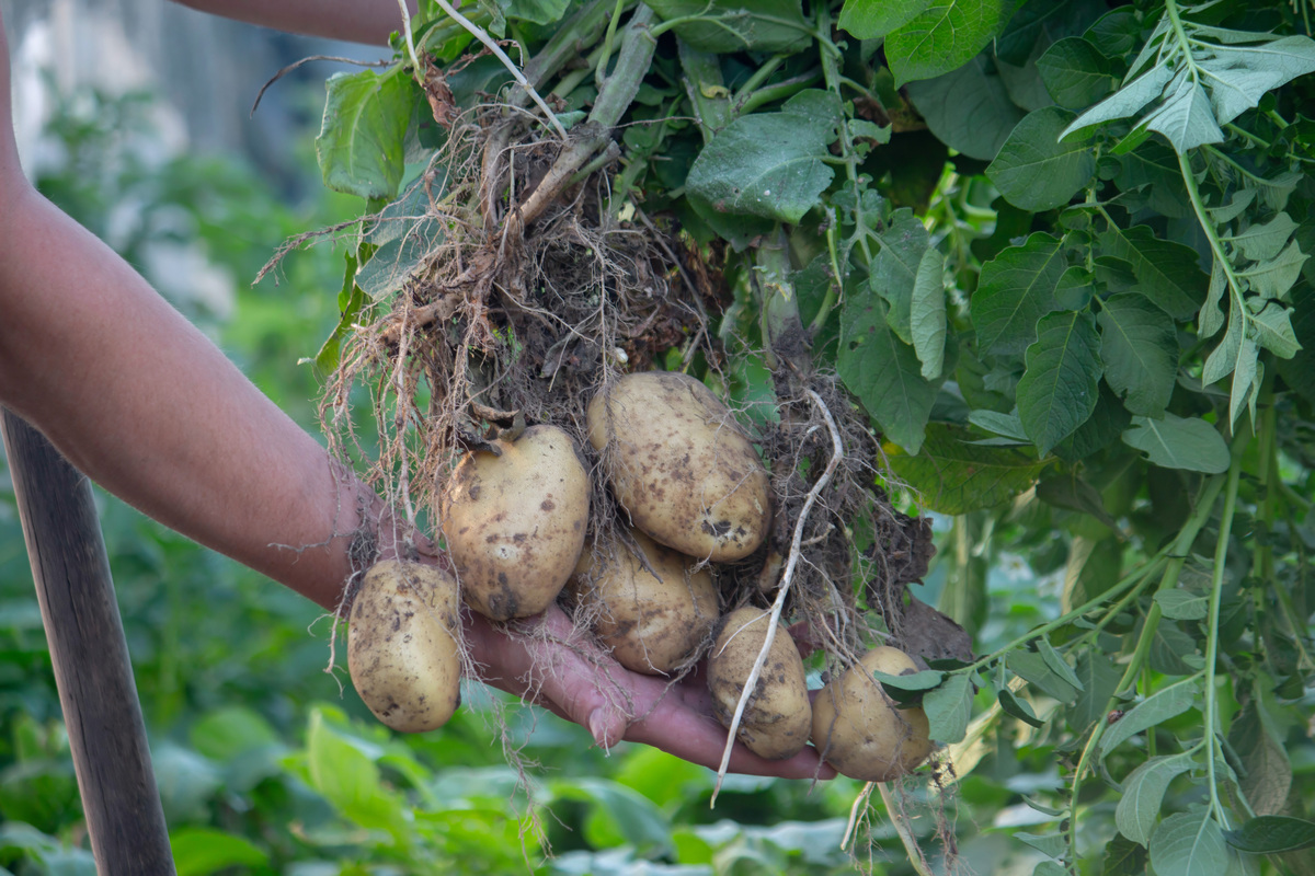 参观木薯种植心得体会