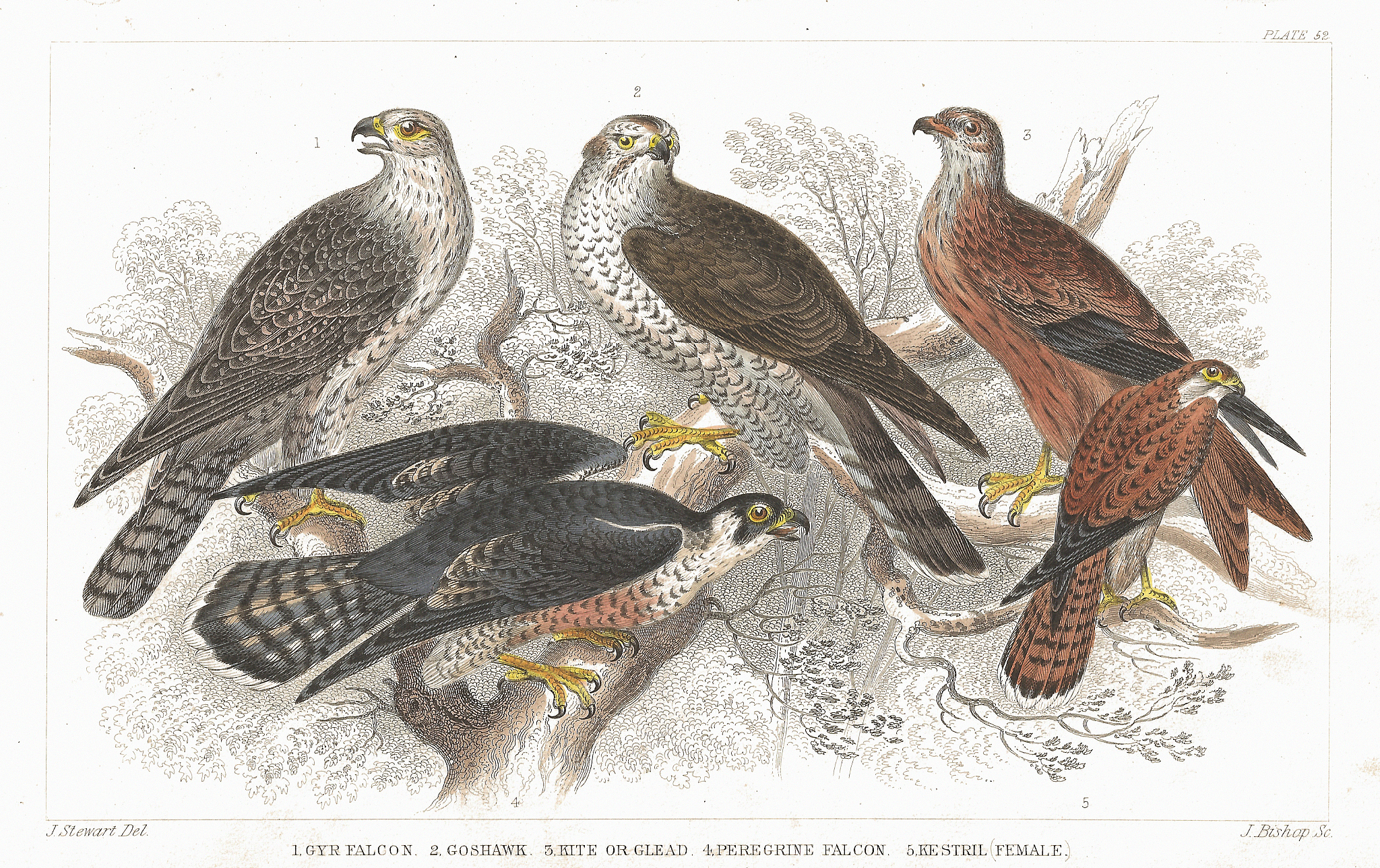 Falcon: The Fastest Bird of Prey | Definition, Hunting, and Falconry
