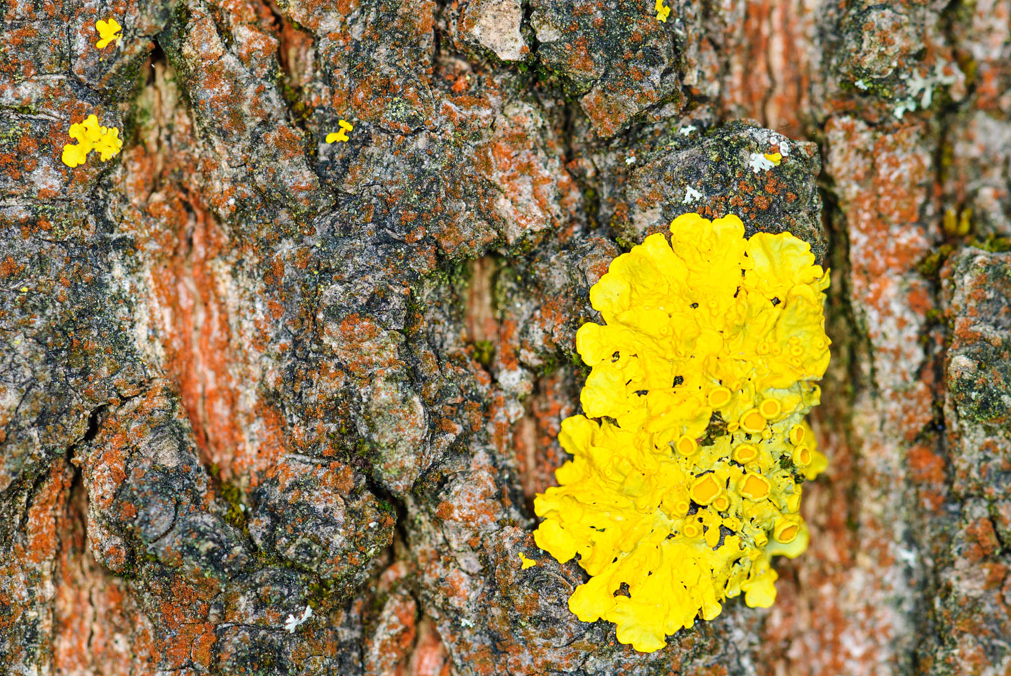 PLANT PHYSIOLOGY AND BIOCHEMISTRY期刊研究内容详细介绍？