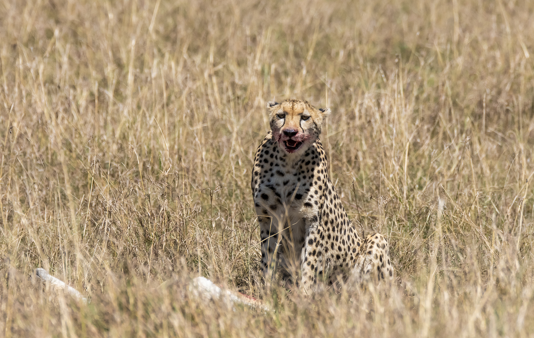 the bloody mouth of a cheetah after eating the gazelle kill insi