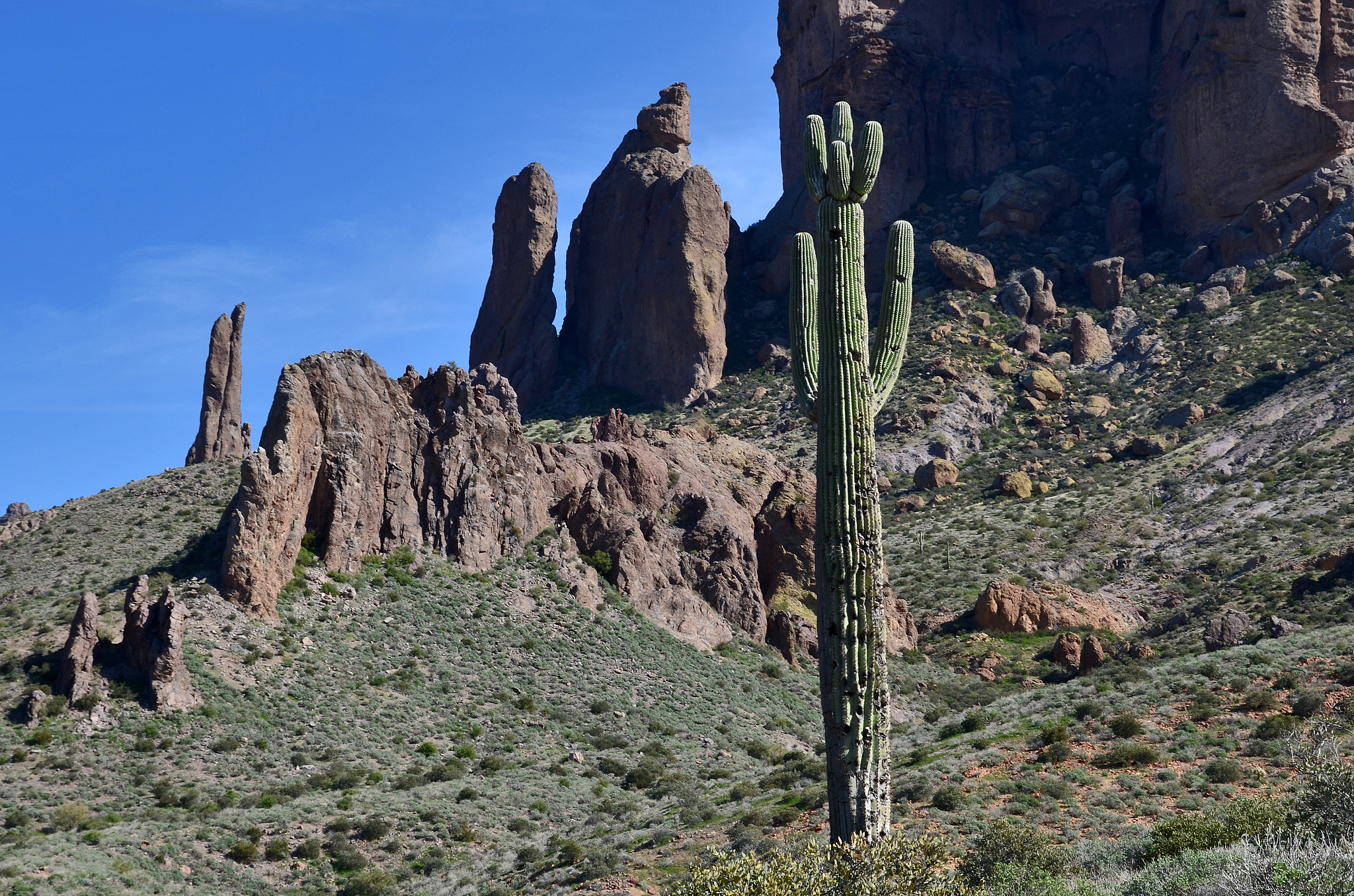 giant saguaro at superstition mountains