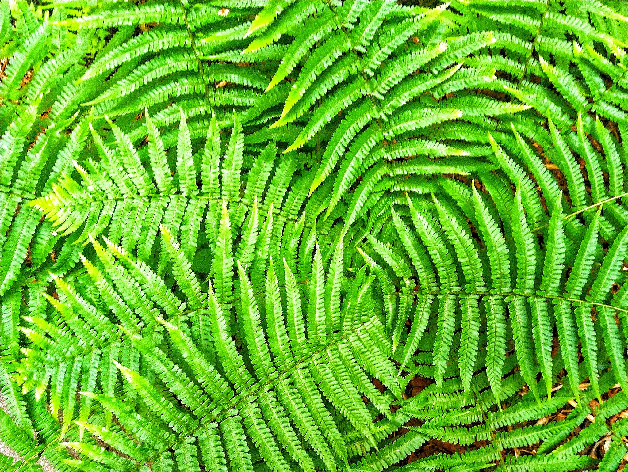 植物投票活动赛事名称标题党