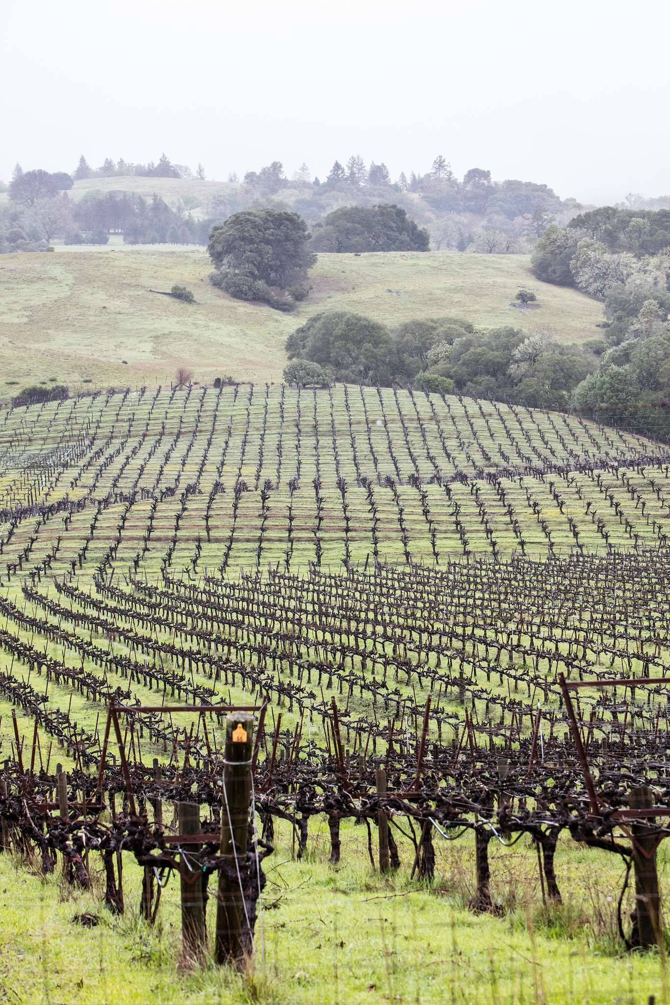 vineyard in northern california