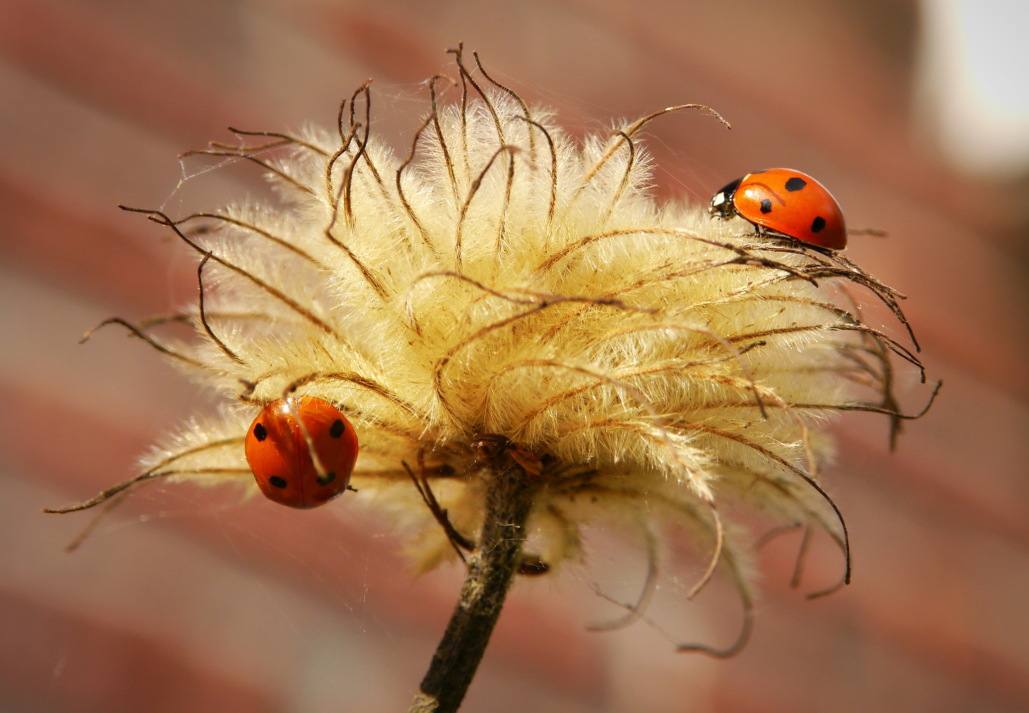 looking for each other ...
