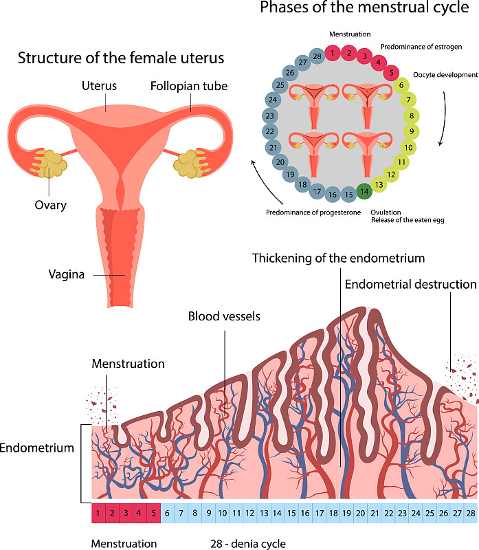 翻译：The formation of functional blood vessels by the HEO complex in mice may also contribute to the enhanced endometrial repair and improved fertility following transplantation as graft blood vessel fo