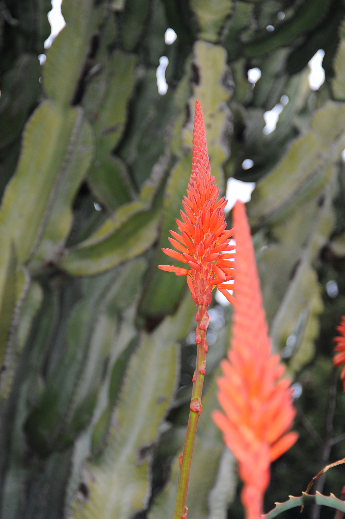 aloe in blüte, rot, spanien