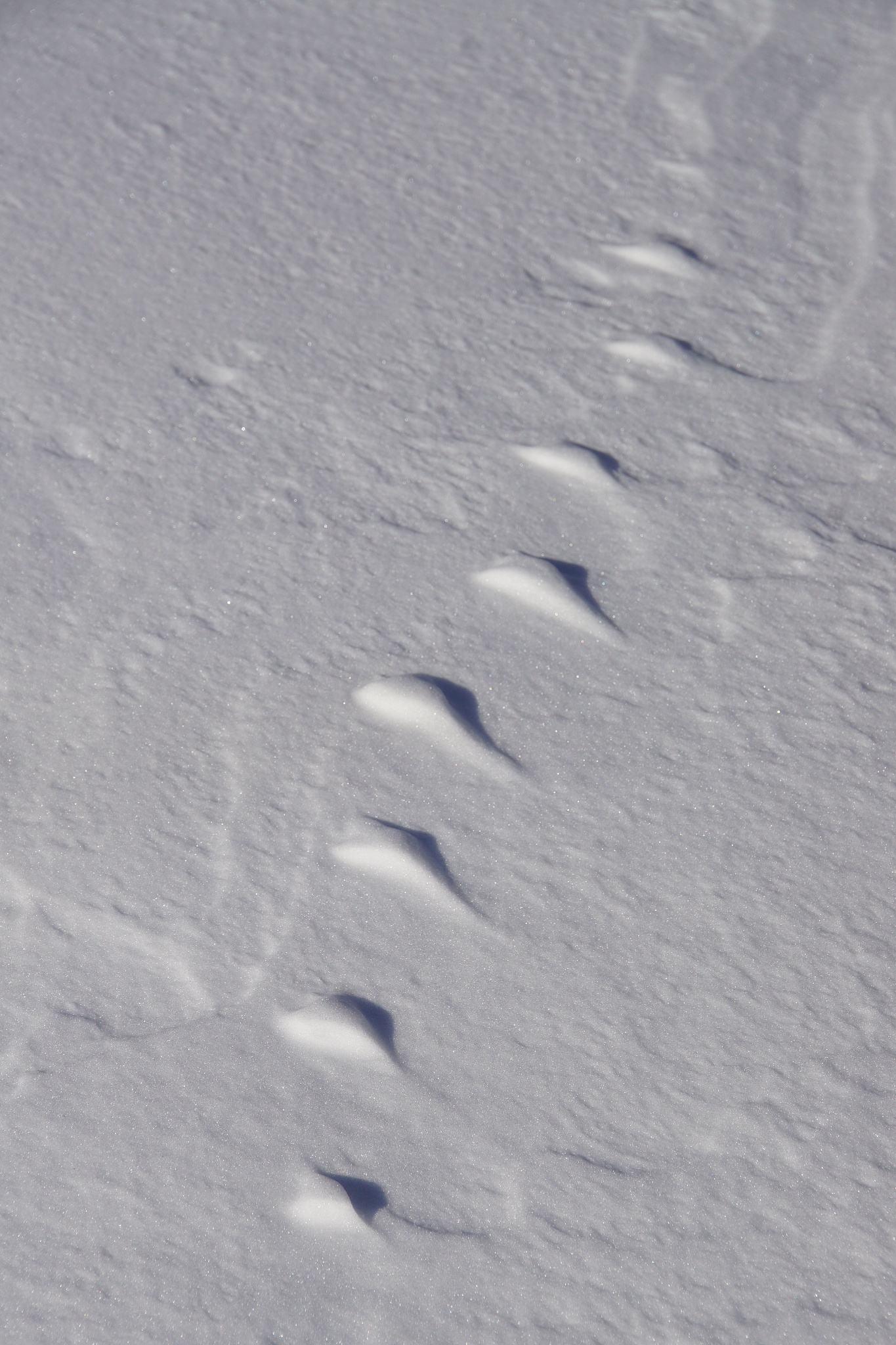 长着长指甲的爪子走过雪地留下的脚印是什么样的？