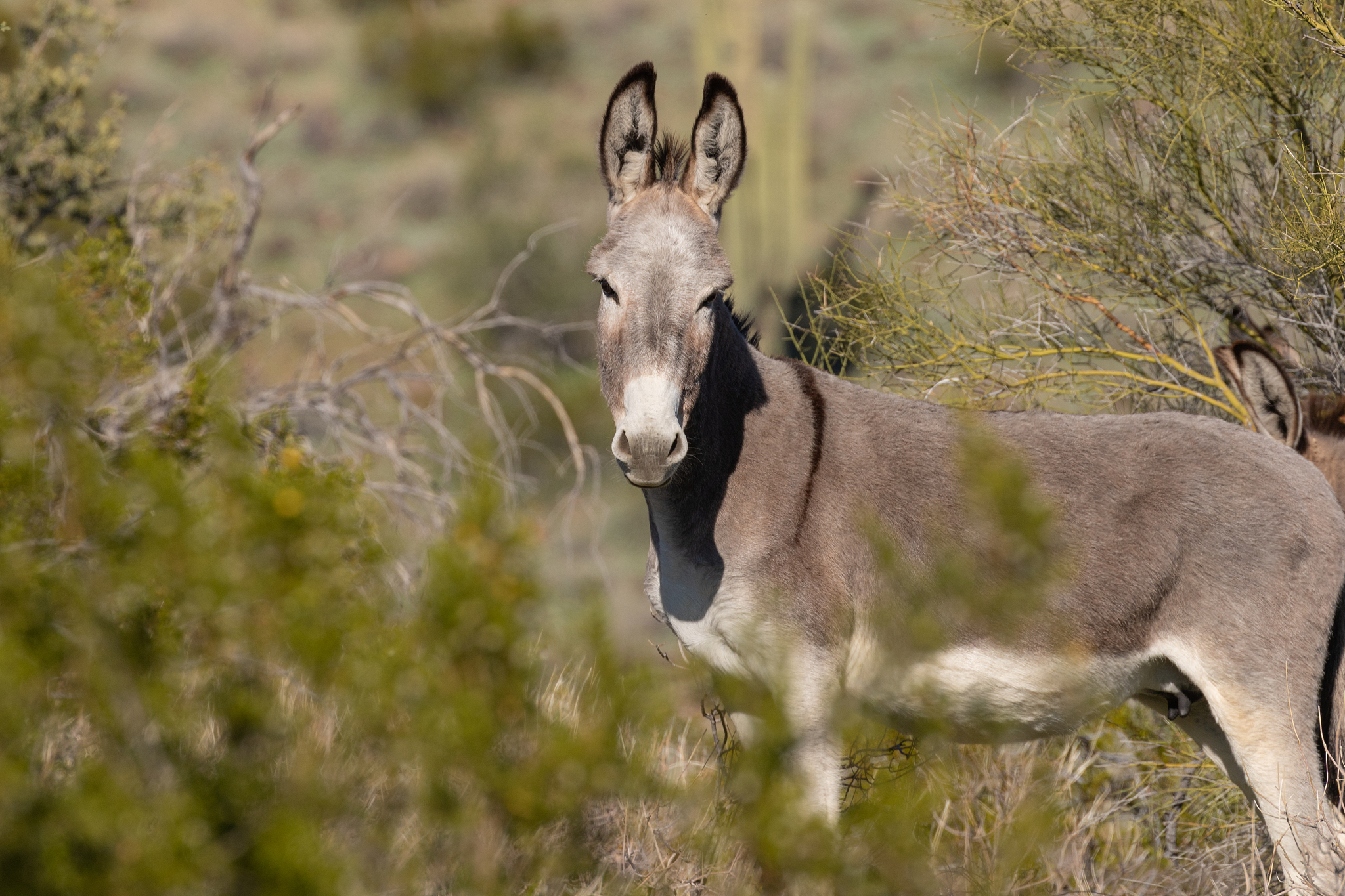 wild burro in the arizona desert