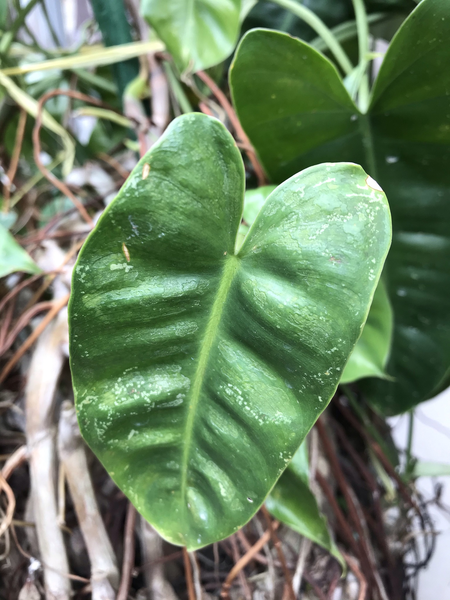 close up of green leaf