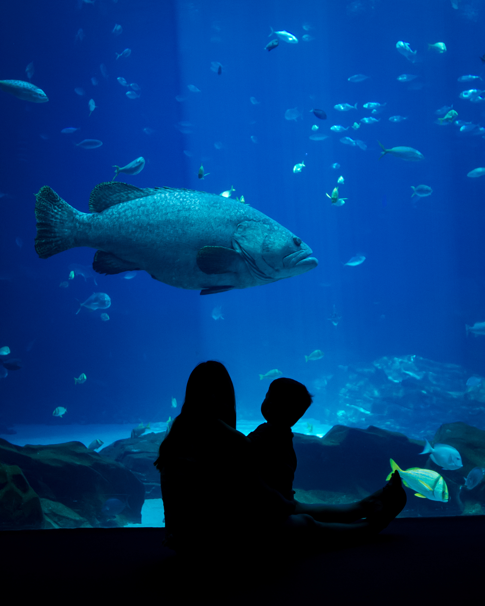 海洋中的爱情象征：哪些事物代表着浪漫？