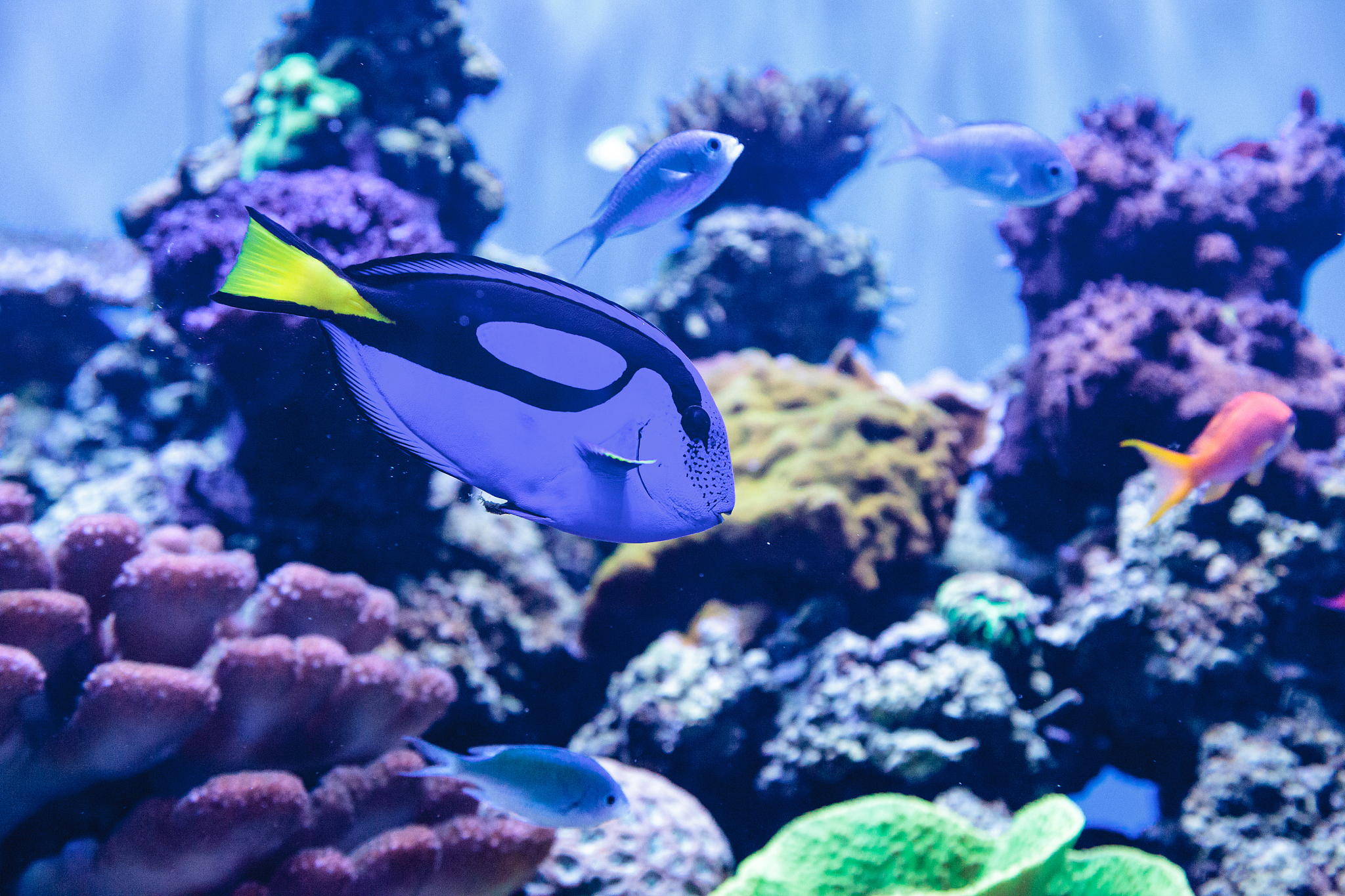 fishes swimming in sea