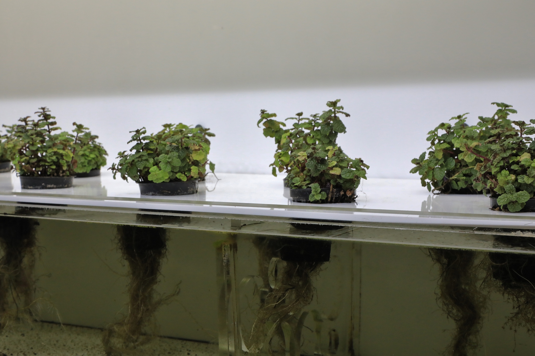 鱼类生理学和生物化学研究期刊: FISH PHYSIOLOGY AND BIOCHEMISTRY