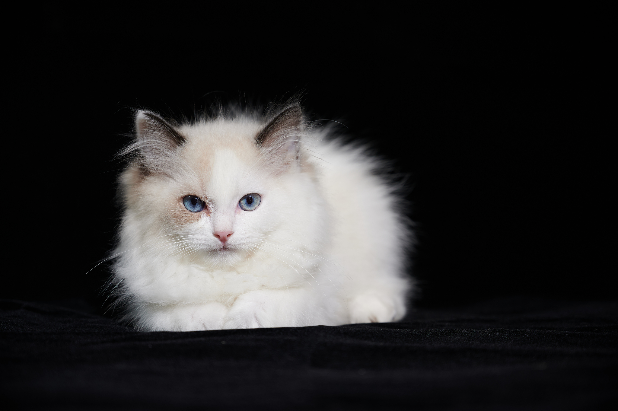 可爱宠物猫幼崽猫成年猫棚拍黑色背景