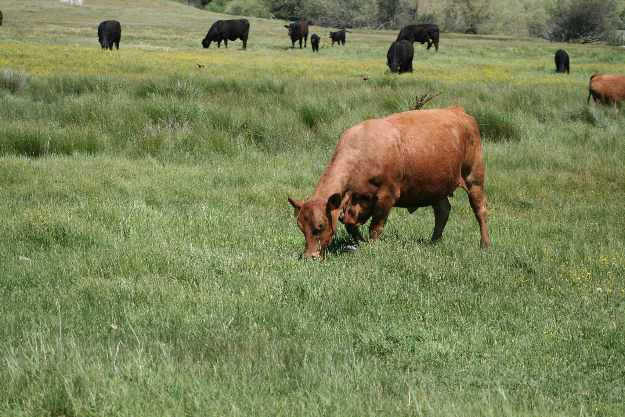 肉牛养殖技术论文三千字。并提供参考。写三千字
