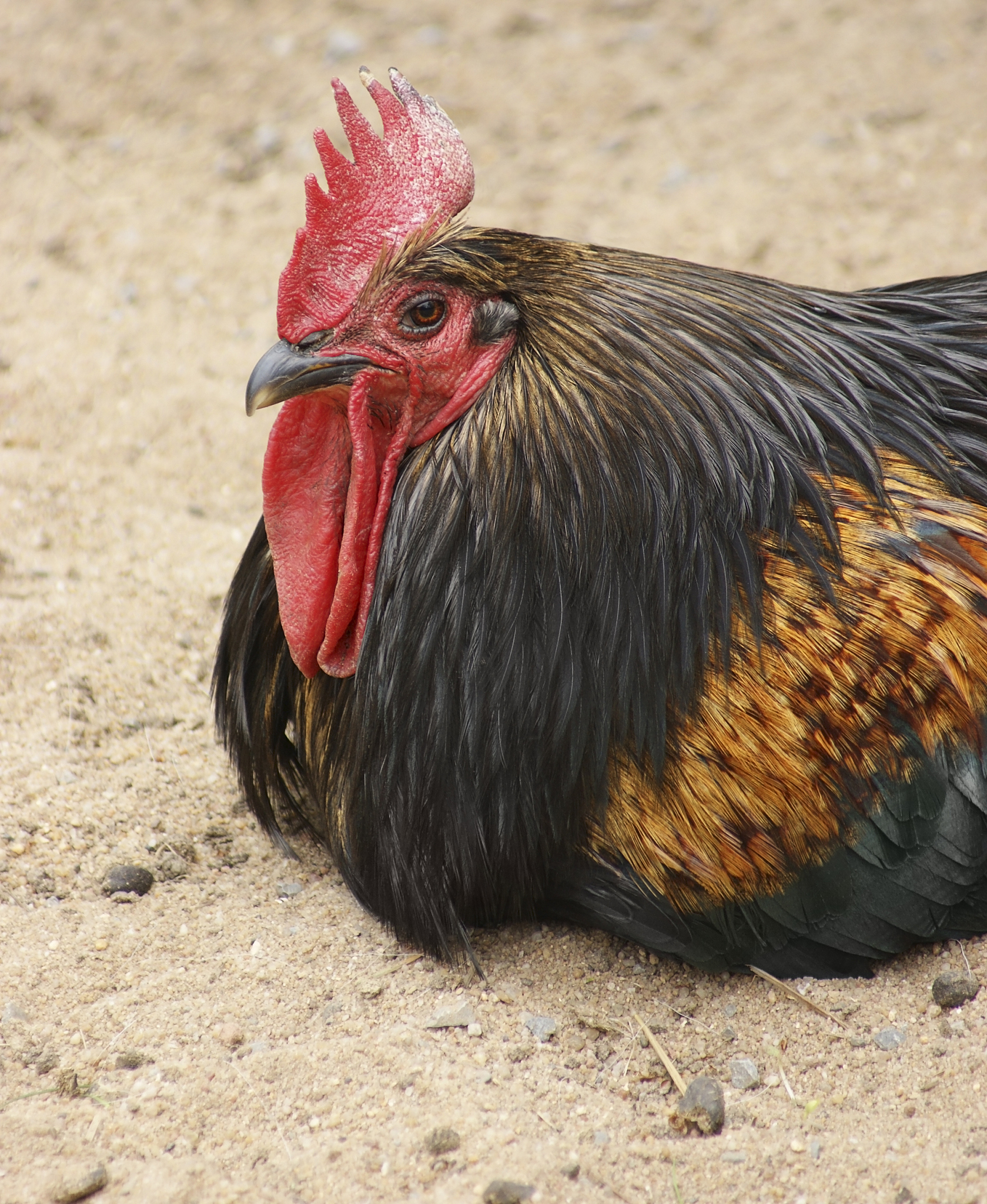 colorful chicken portrait
