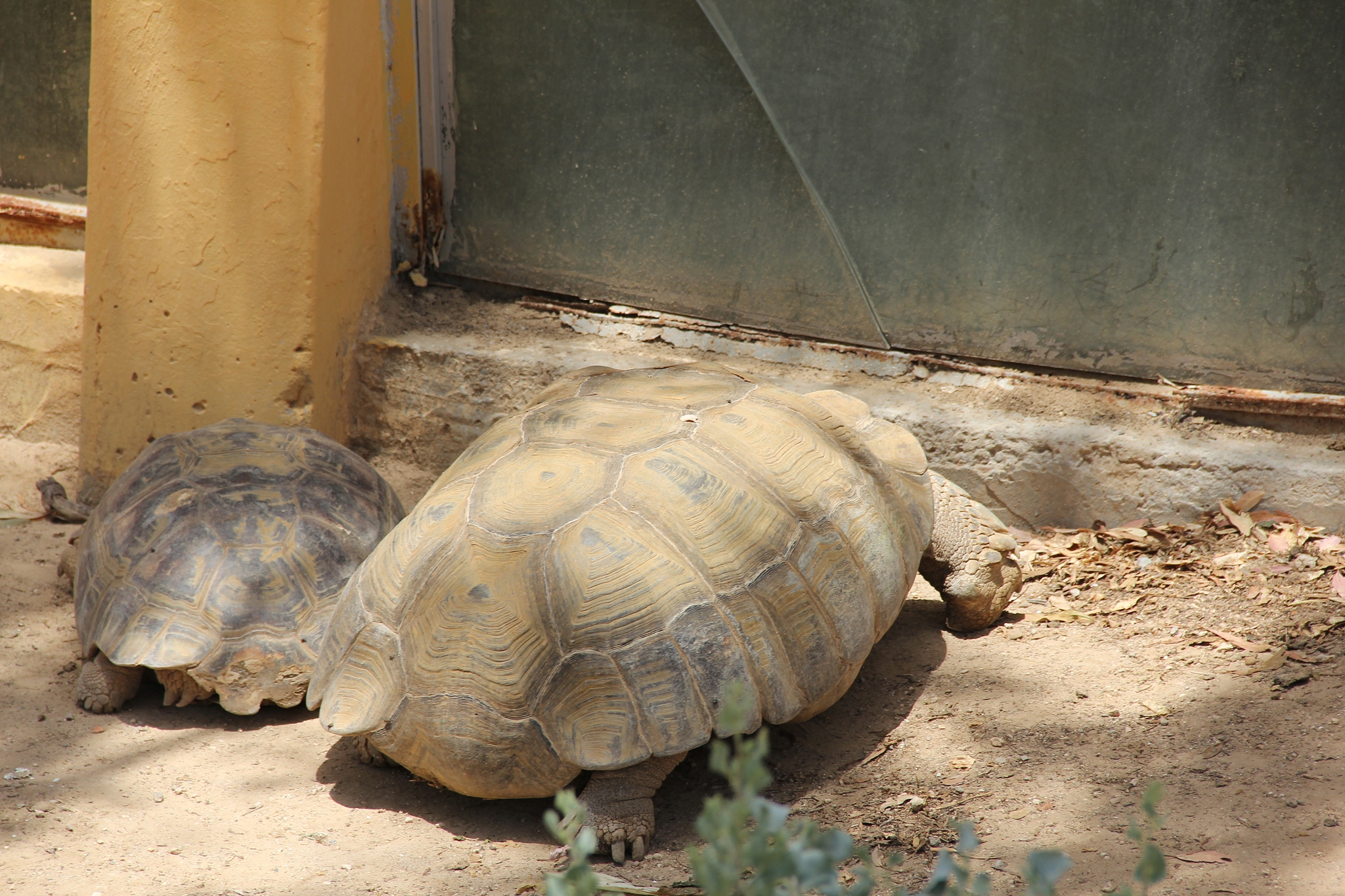 turtles