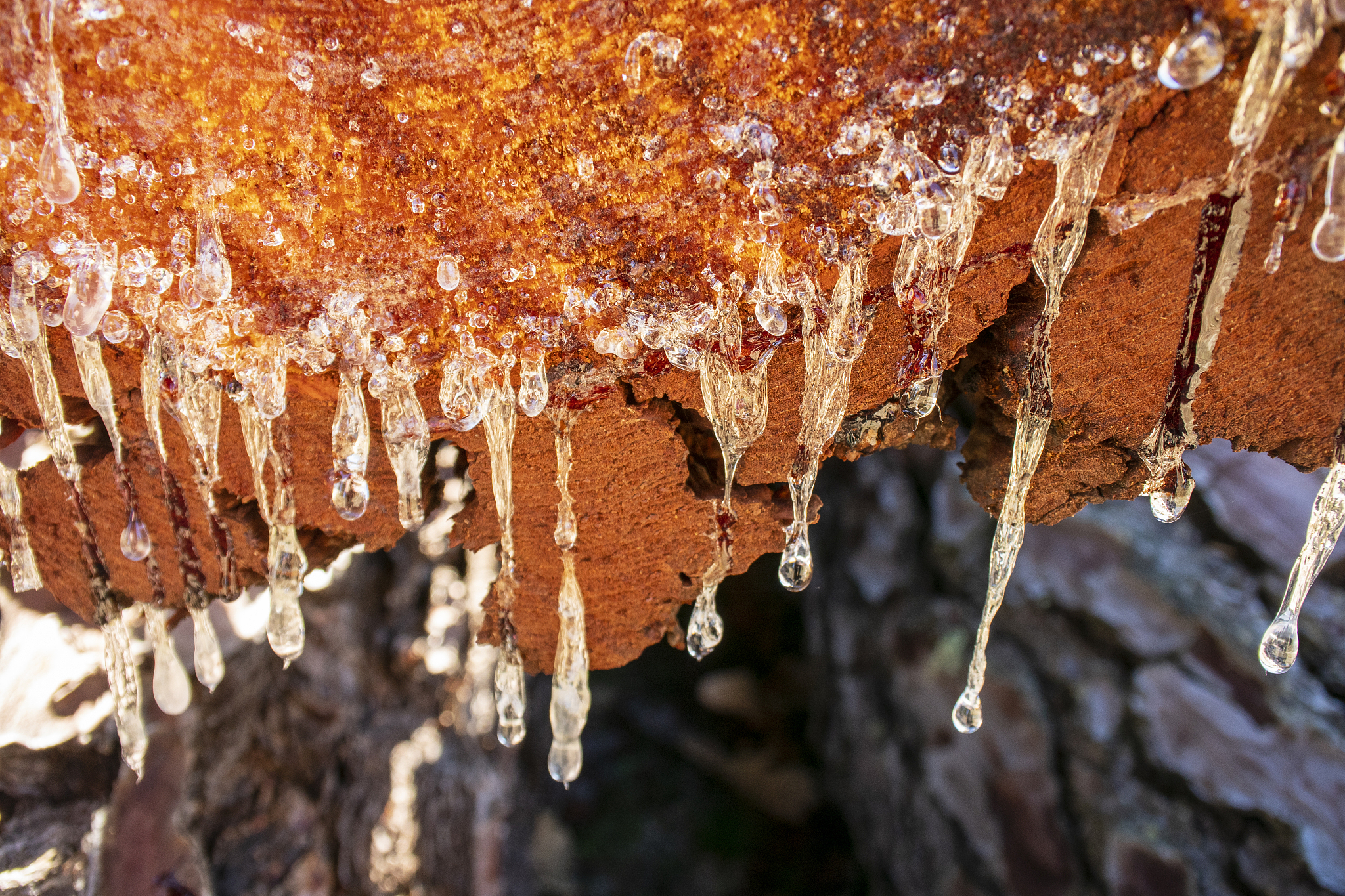 resin drops. detail of the resin trunk.