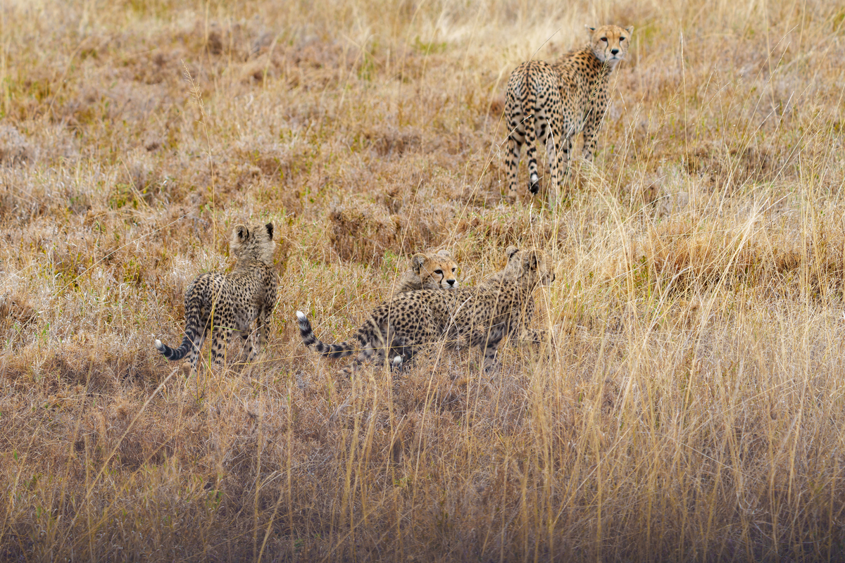 东非猎豹(acinonyx jubatus)在塞伦盖蒂草原上,母豹并