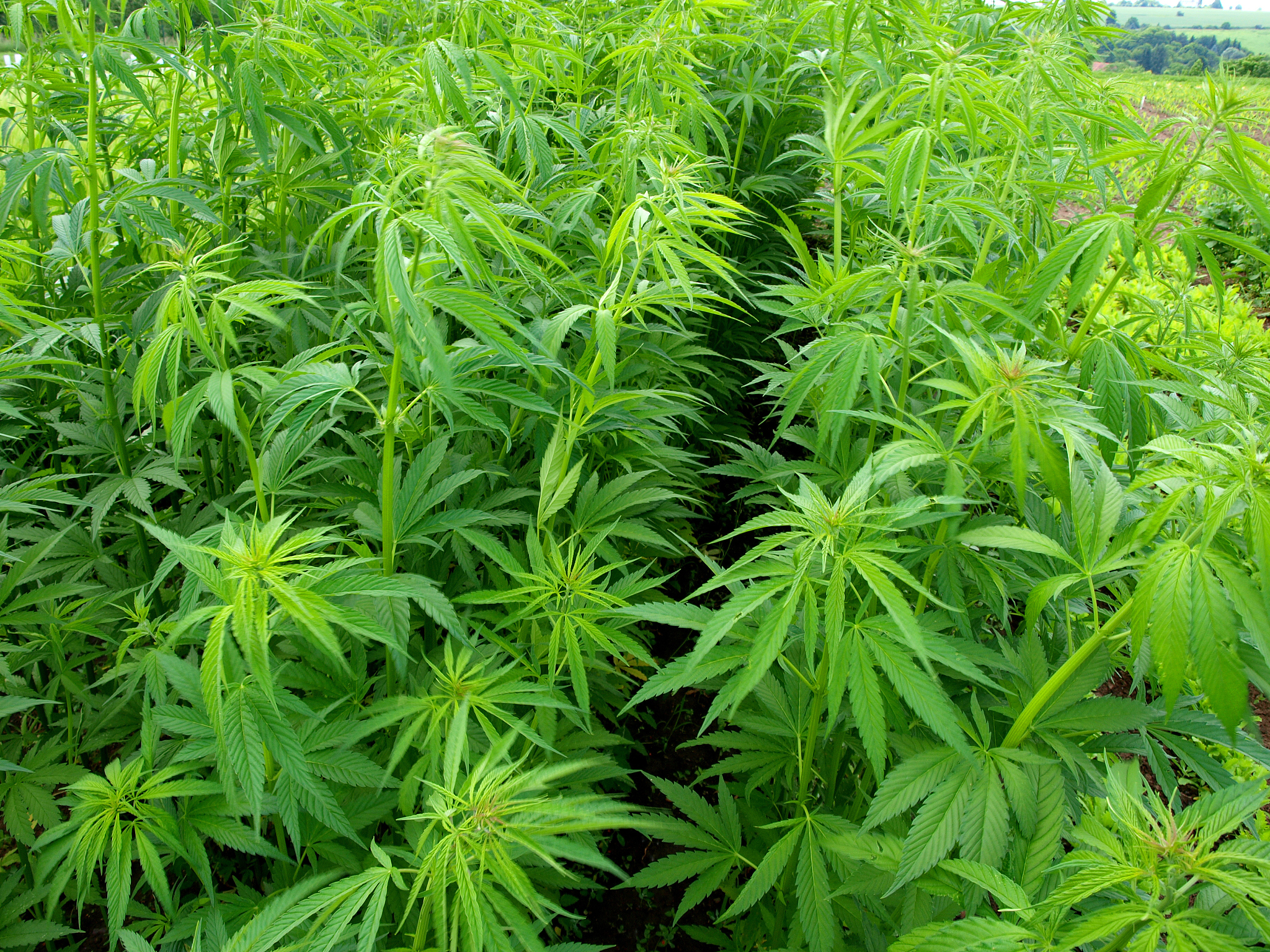 湿气重怎么解决啊