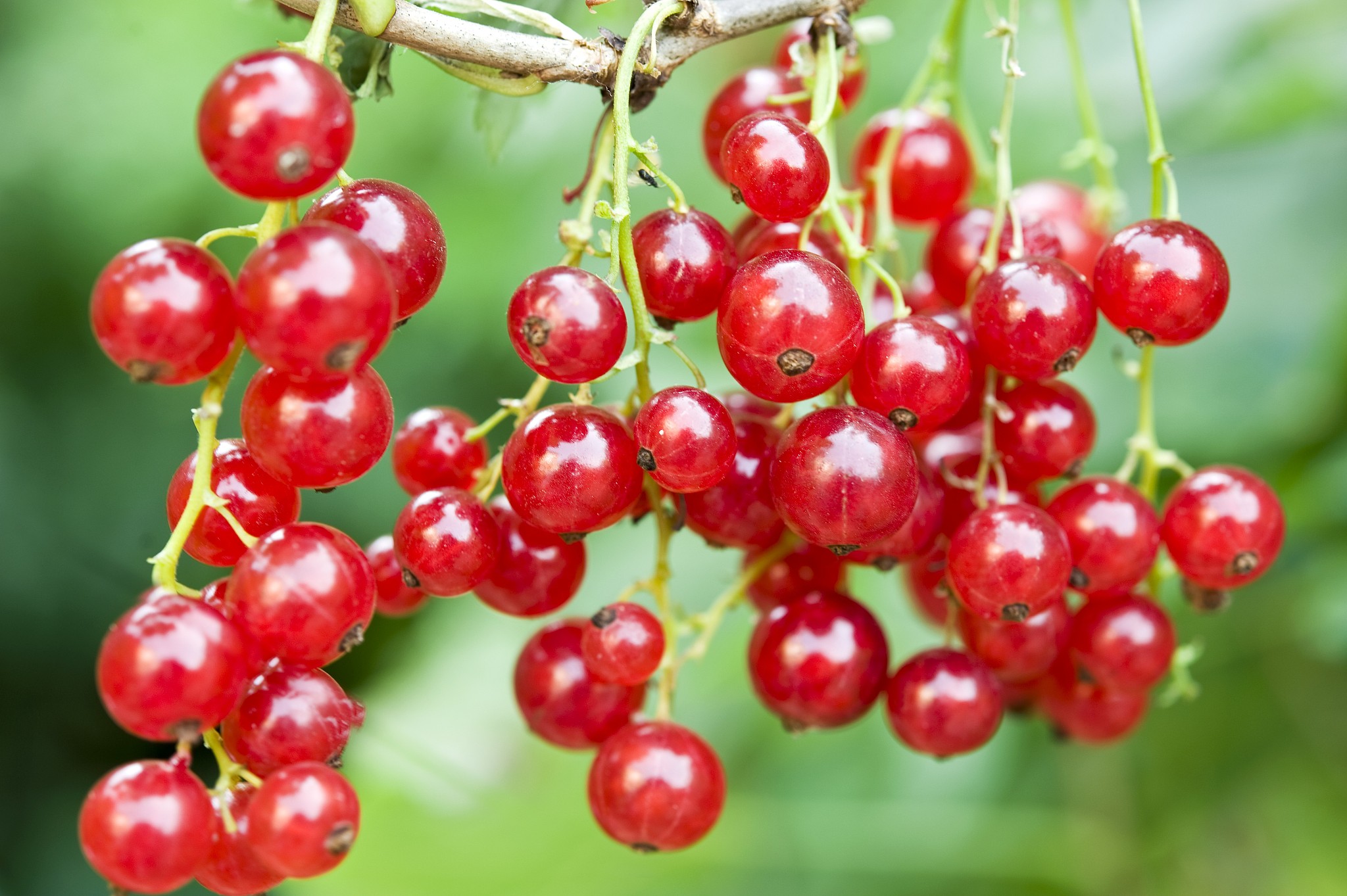 redcurrants on the plant