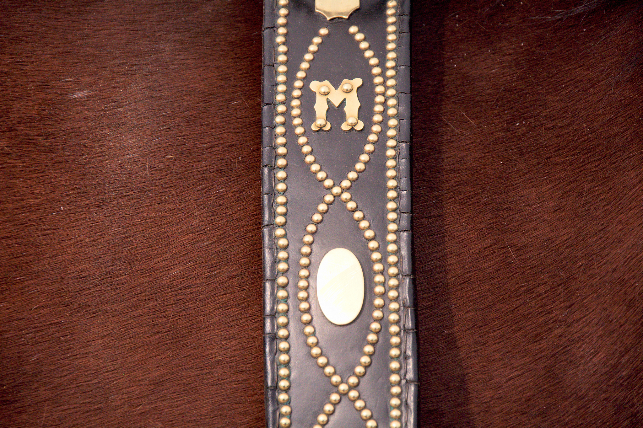horse skin