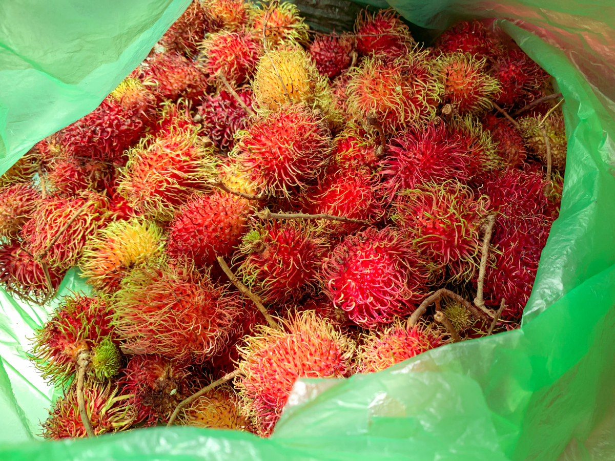 红毛丹是热性还是凉性