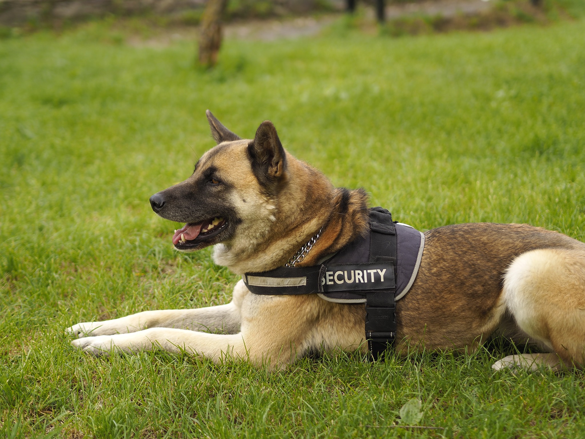 人們都在bing上查找哪些與狗狗相關的問題