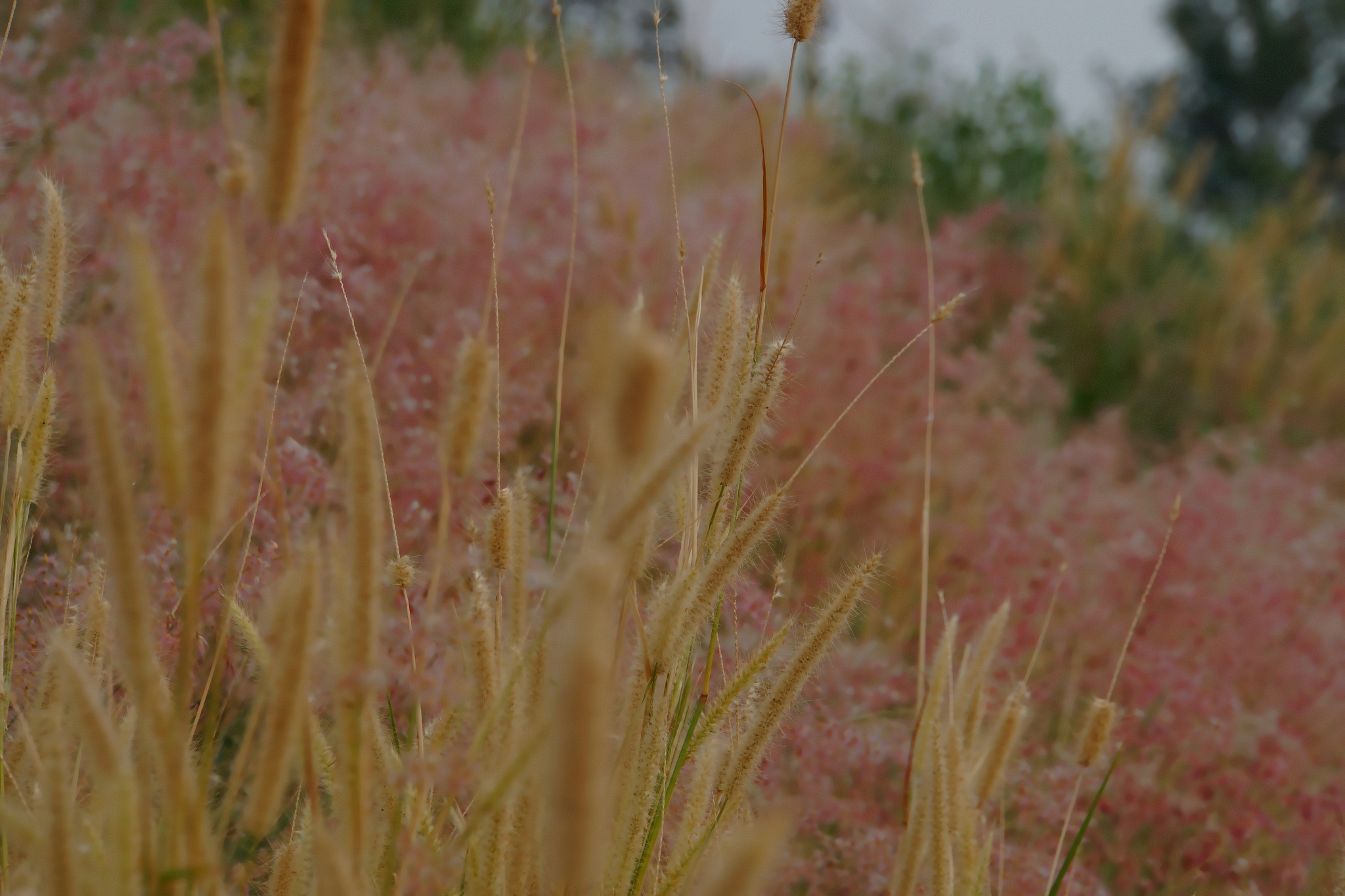 《JOURNAL OF INTEGRATIVE PLANT BIOLOGY》：国际植物生物学权威期刊