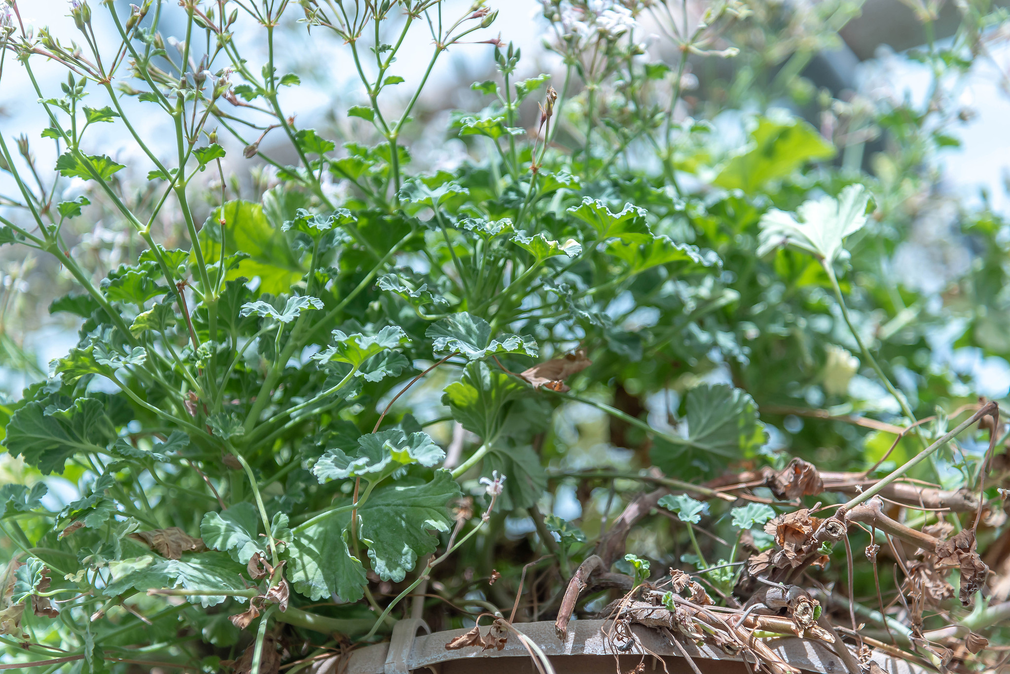 a herb growing inside a green house.