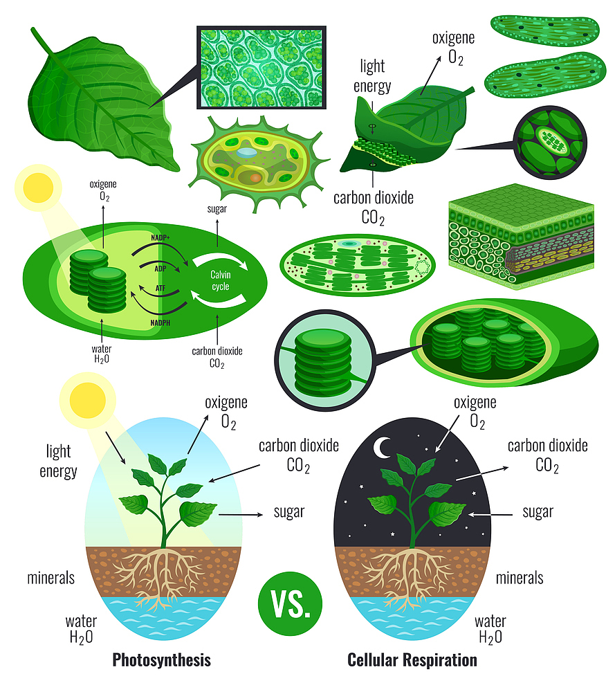 为什么微生物植物生长过程中土壤有效钾会降低微生物和植物在生长过程中会利用土壤中的养分包括钾元素。当土壤中的有效钾被微生物和植物利用后土壤中的钾含量就会降低。此外土壤中的钾元素也会随着降雨、冲刷、淋洗等自然因素被流失导致土壤中的有效钾含量下降。继续