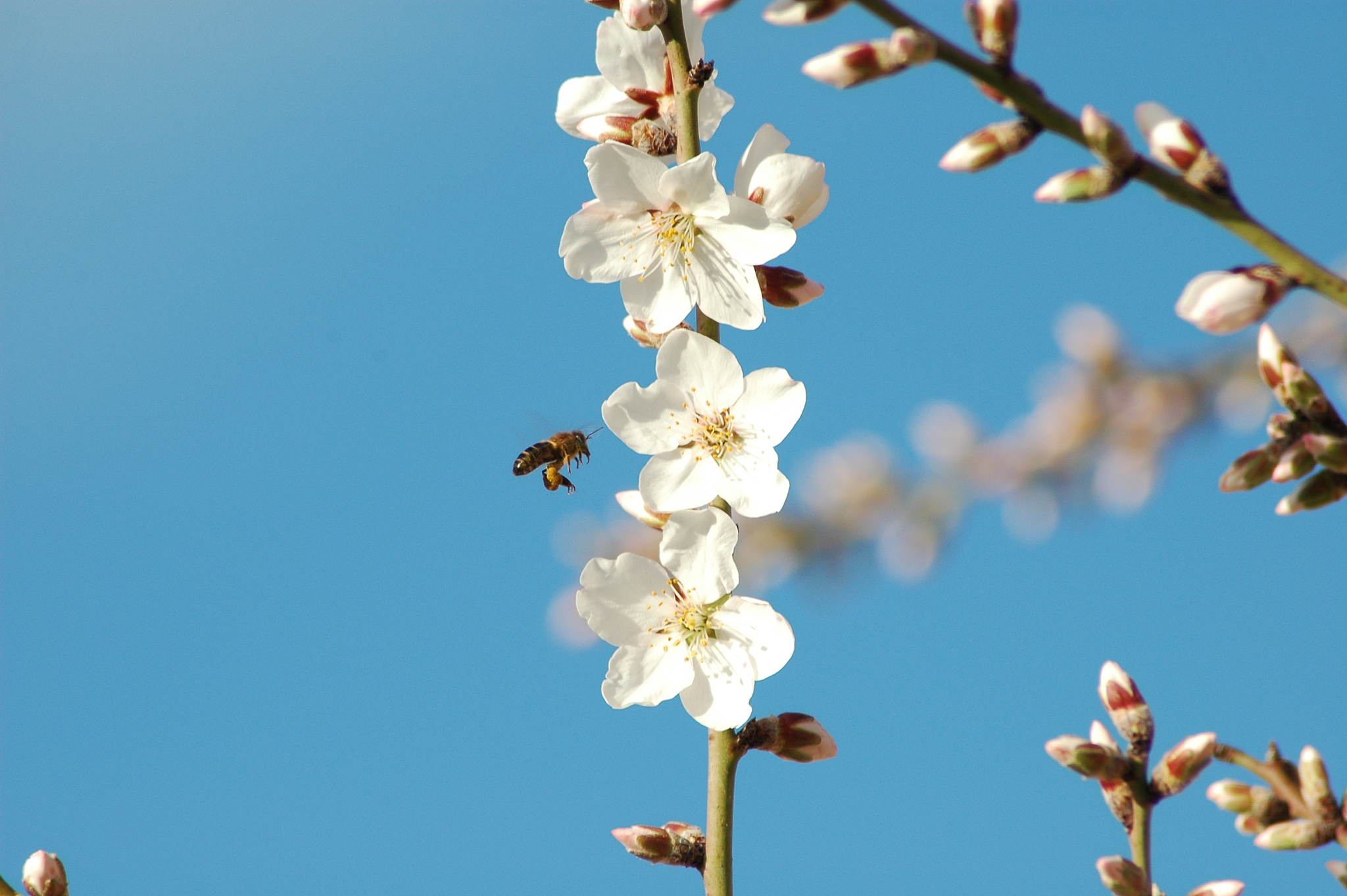 mandelblüte in spanien