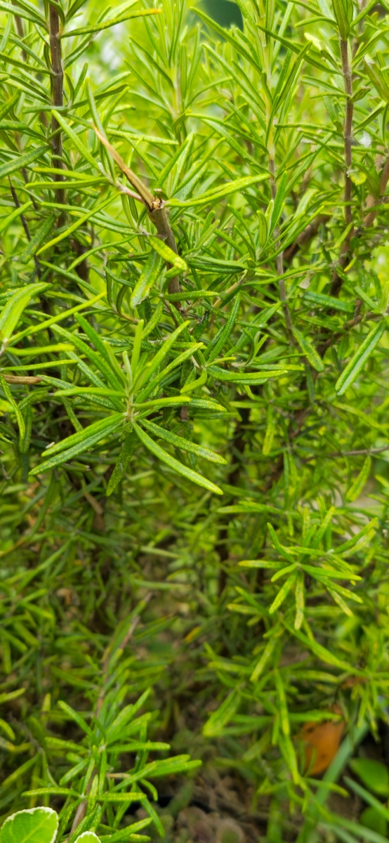 草麻黄开发价值论文摘要