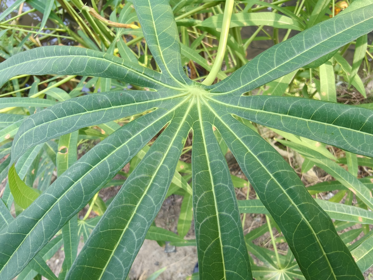 植物保护专业怎么样？用发散性