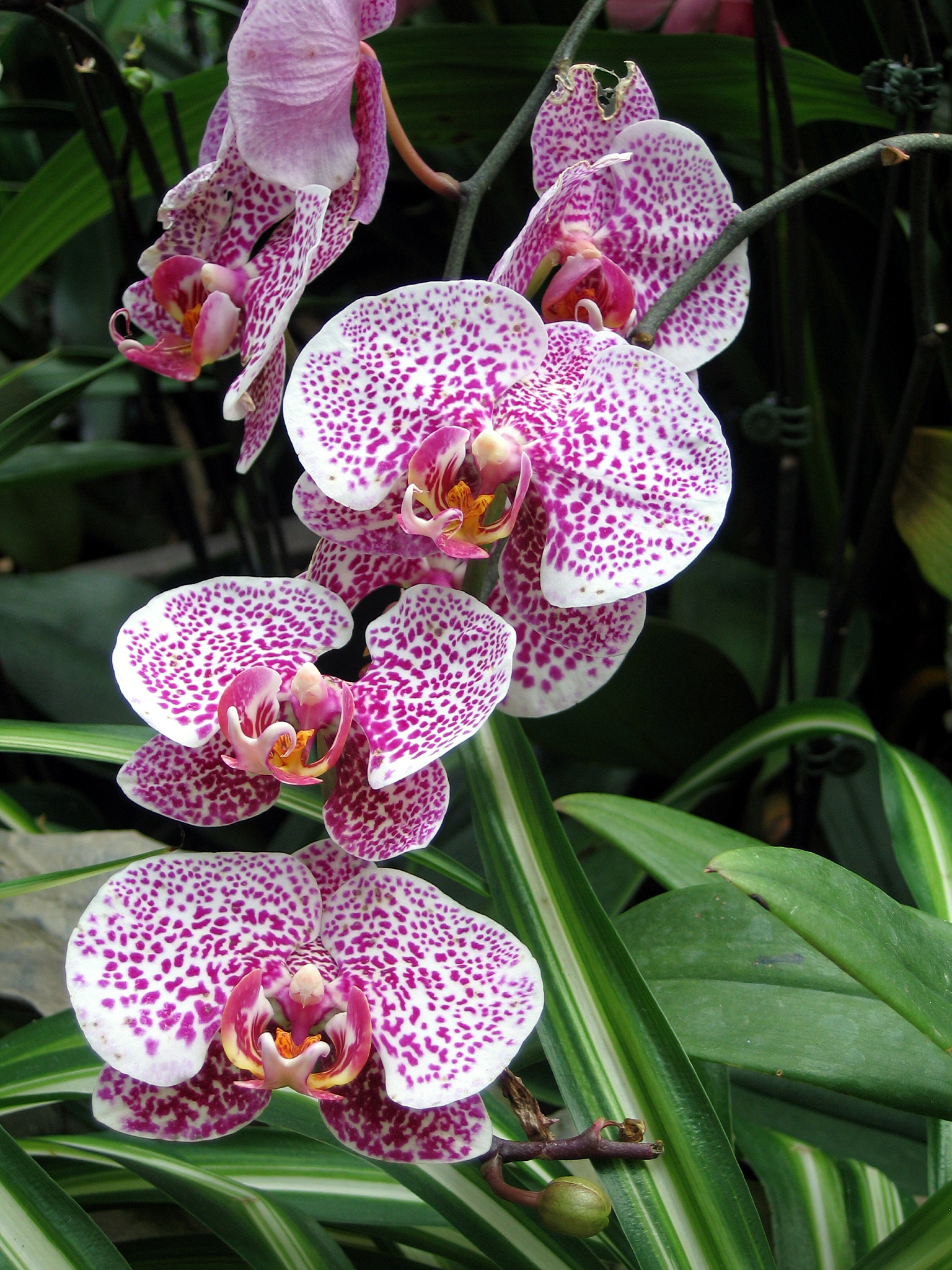 cluster of pink orchids