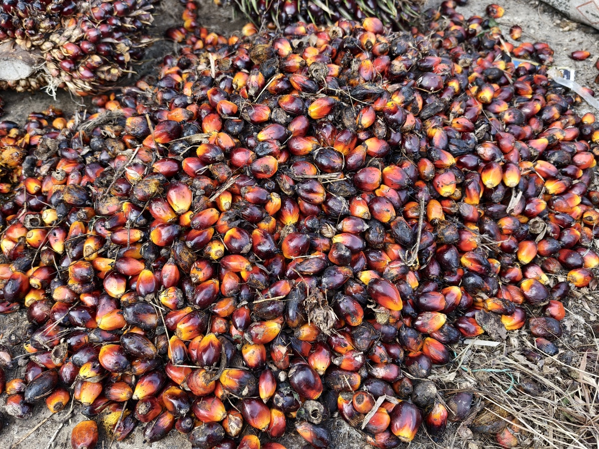 桂木果泡酒的功效