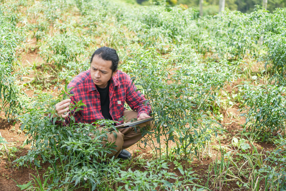 中草药种植技术专业前景分析：就业方向、薪资和发展趋势