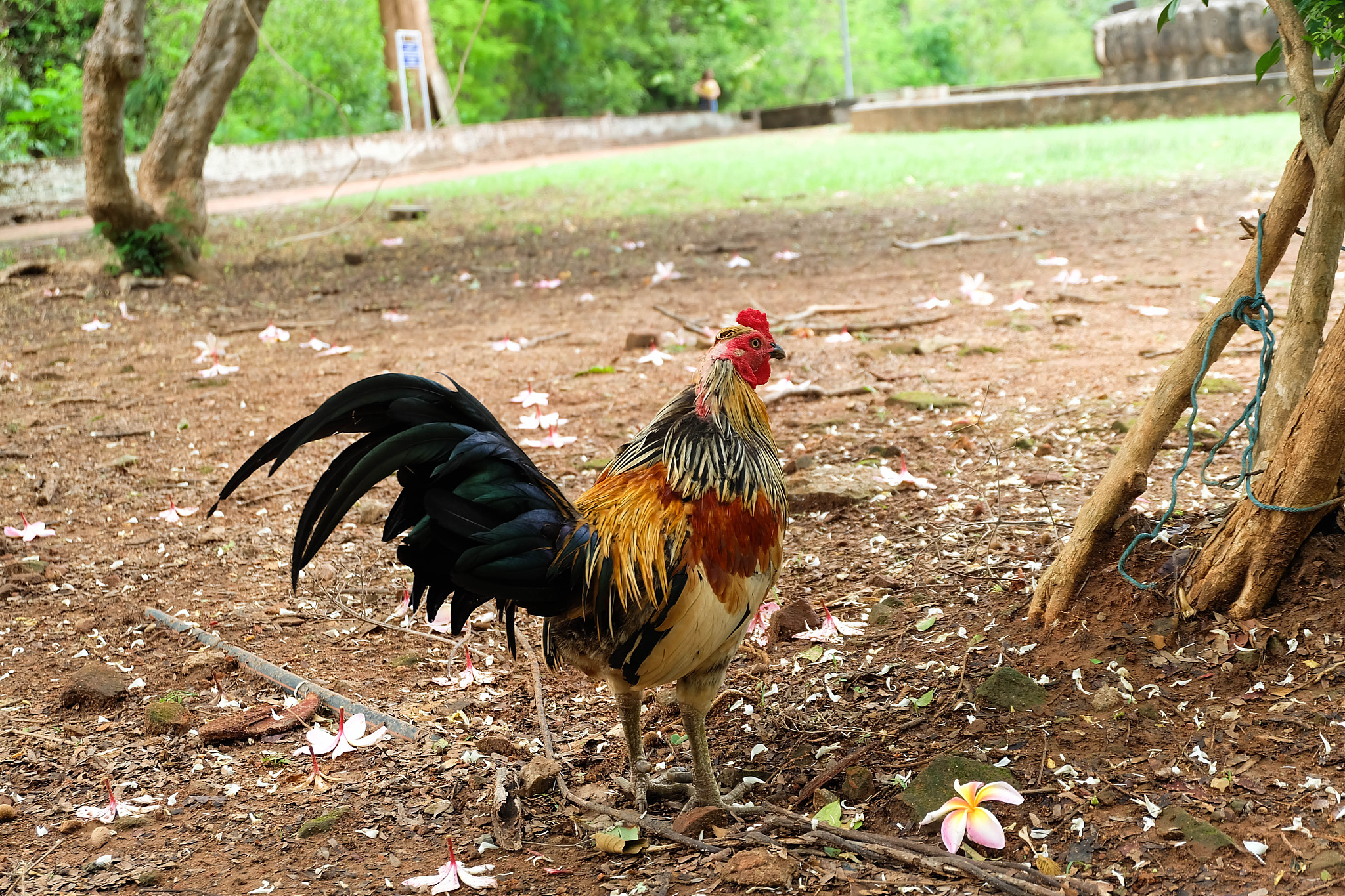 chicken beautiful