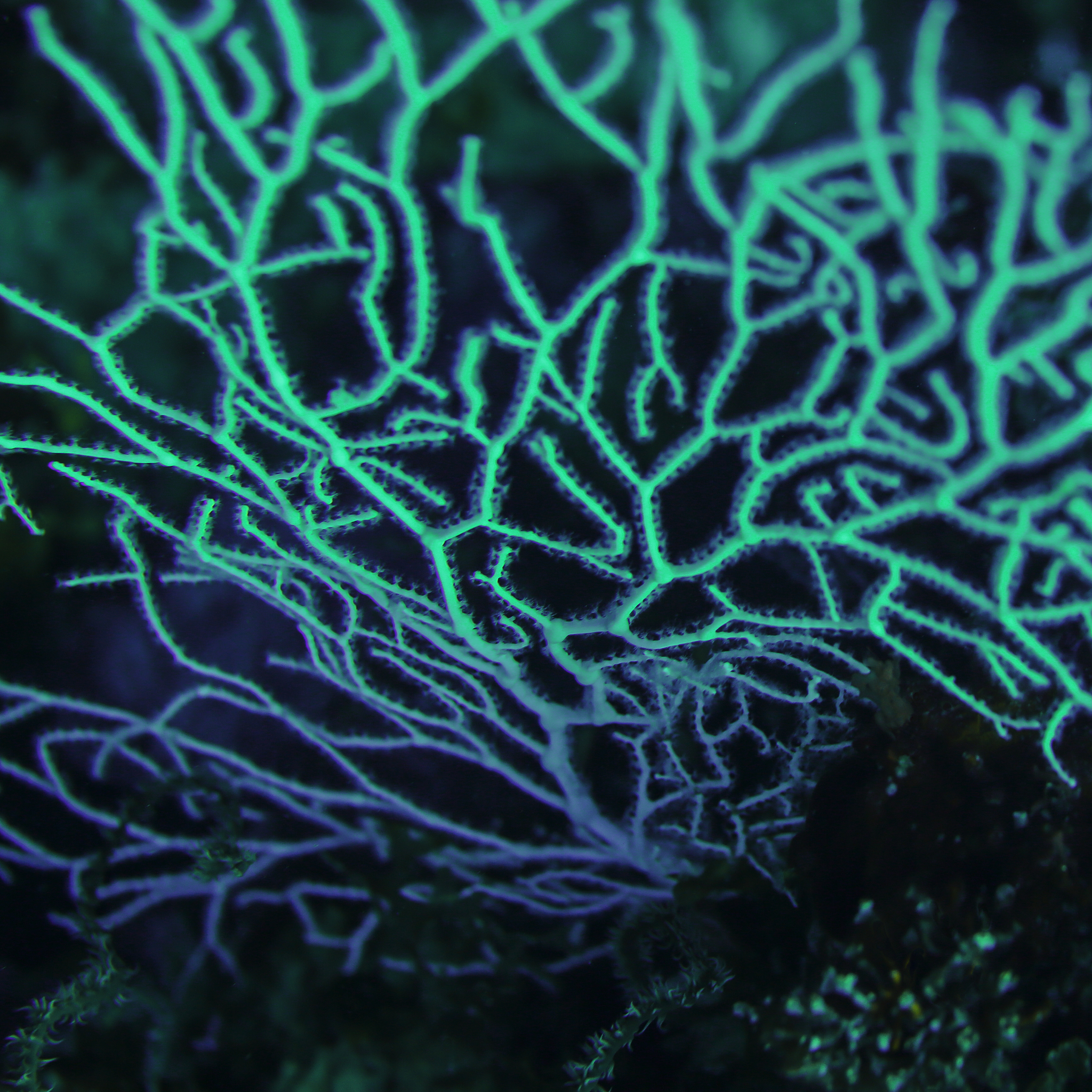 海洋沉积物中最丰富的细菌：Proteobacteria占主导地位