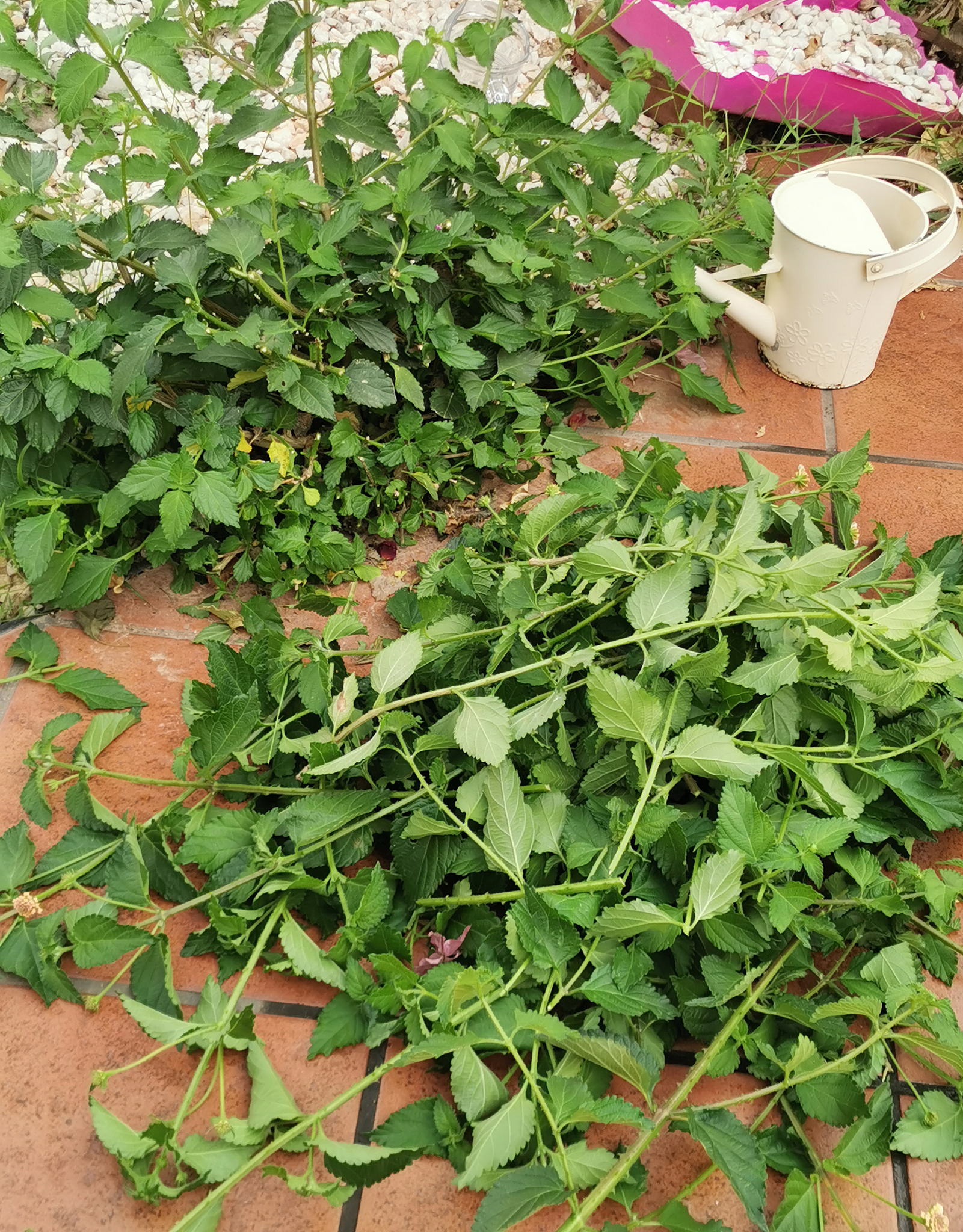 现代农业技术专业核心课程：农业生态学、农业气象学等