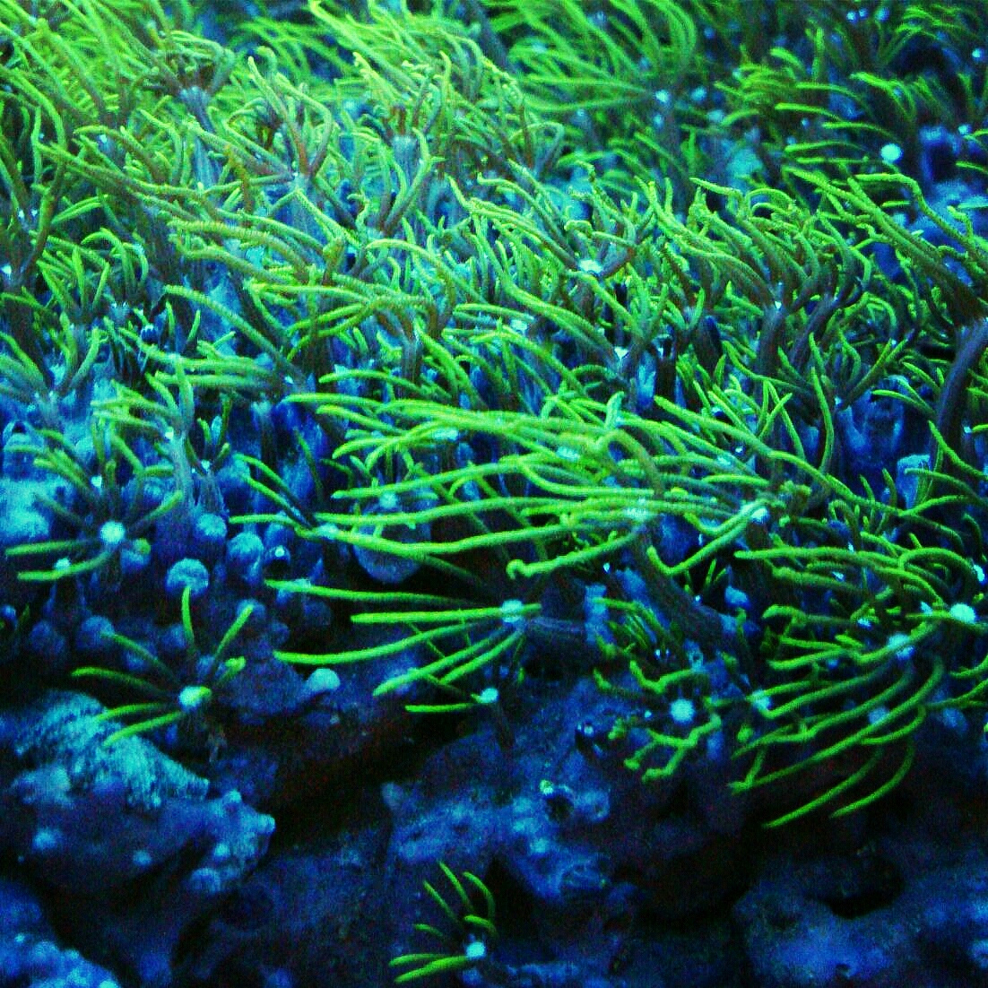 close-up of green plants