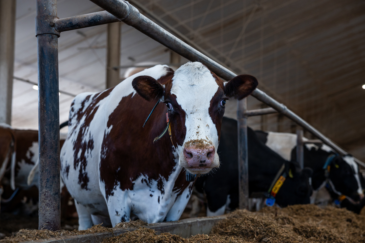 印度乳业发展潜力巨大：为什么适合投资？