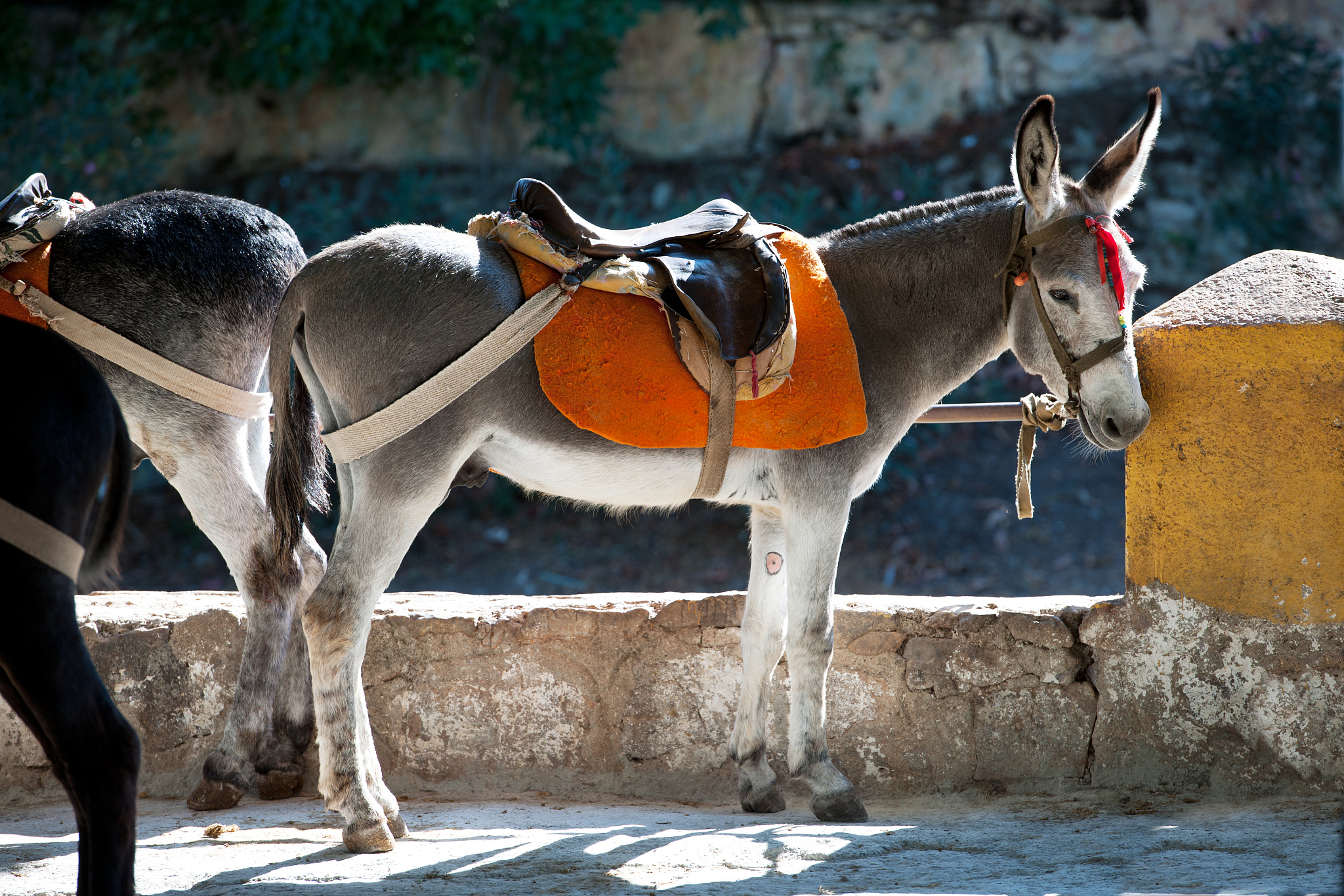 donkey