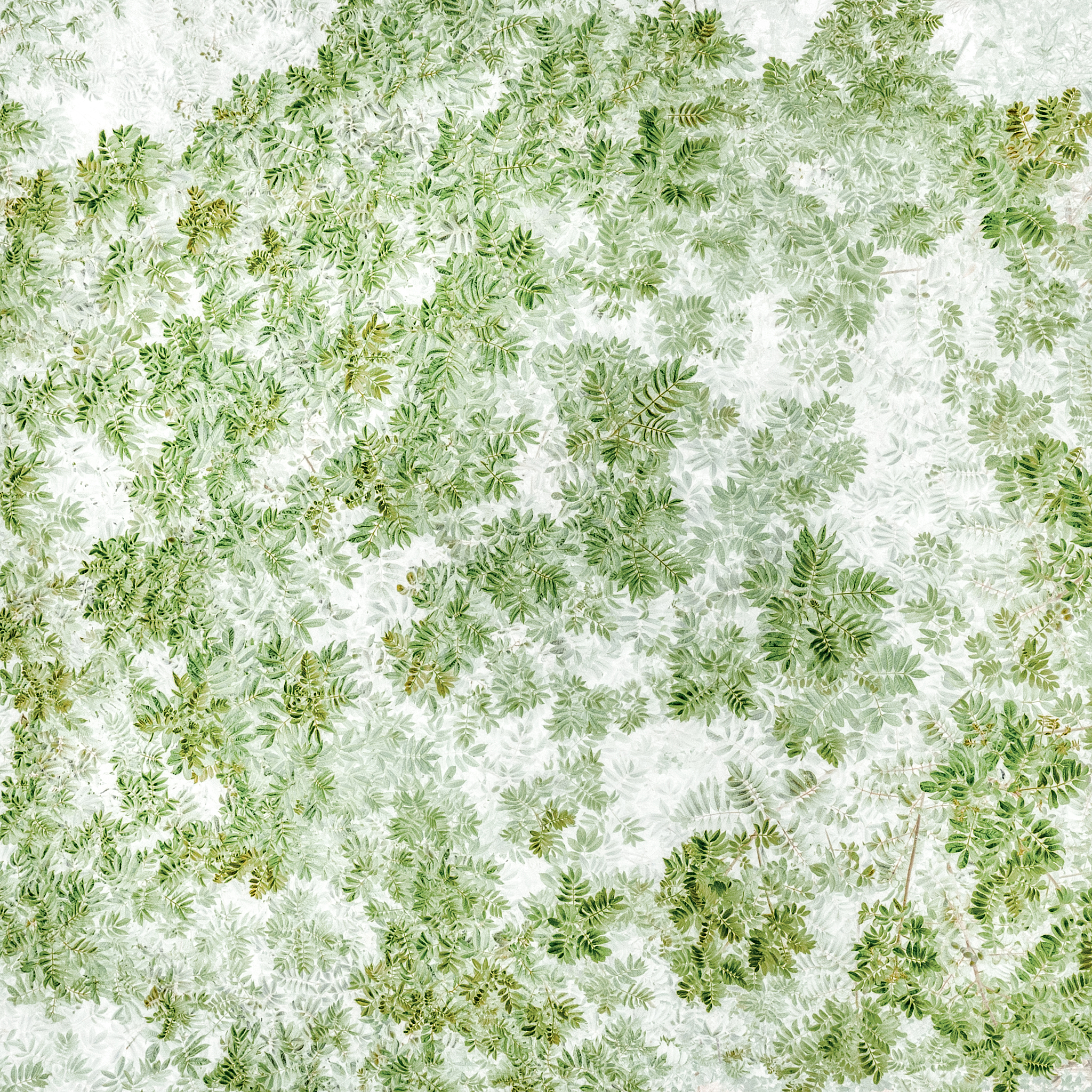 糖尿病人可以吃青稞饭吗青稞的升糖指数是多少