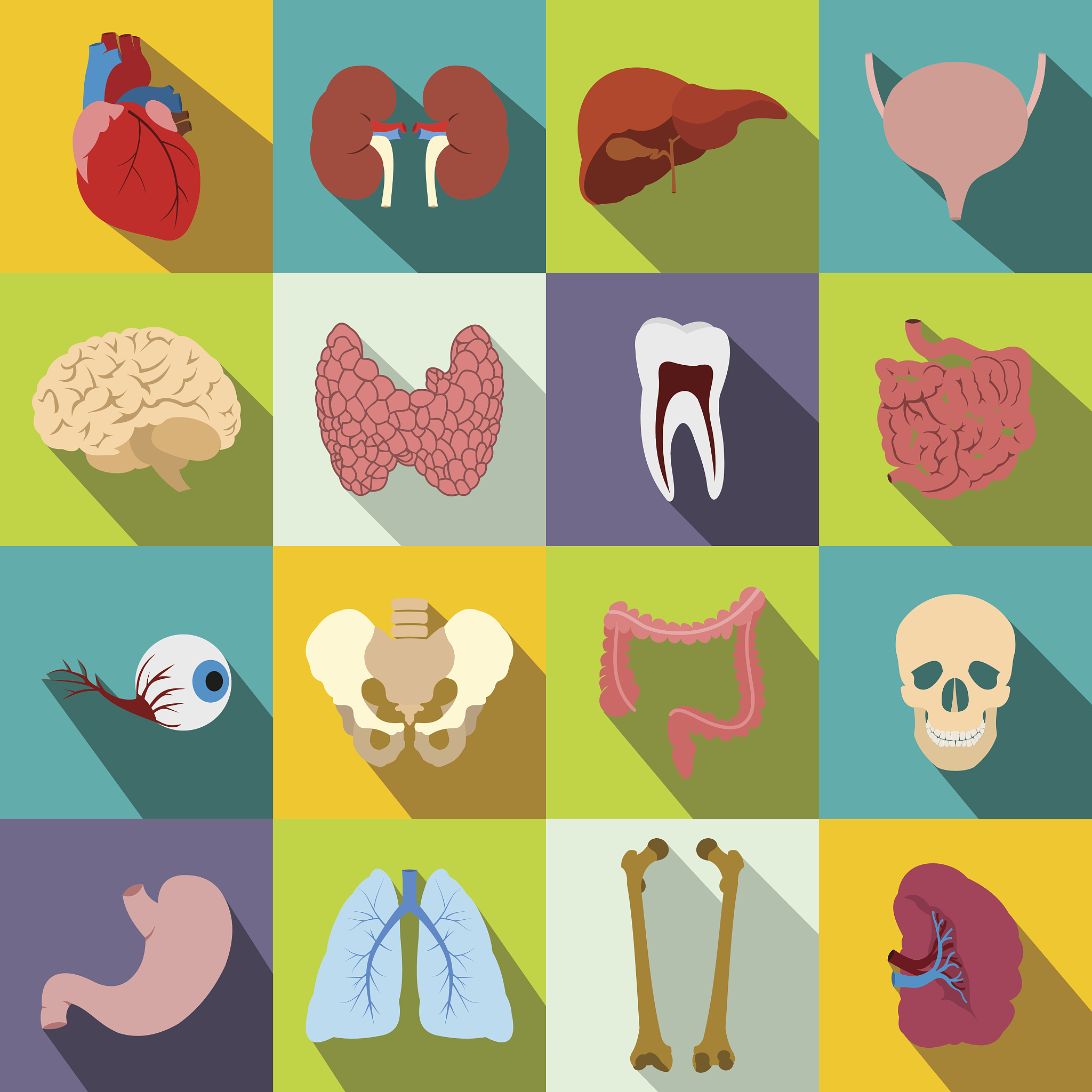 如何将头发、胳膊、腿、心脏、胃、鼻子、眼睛、脚合在一起？