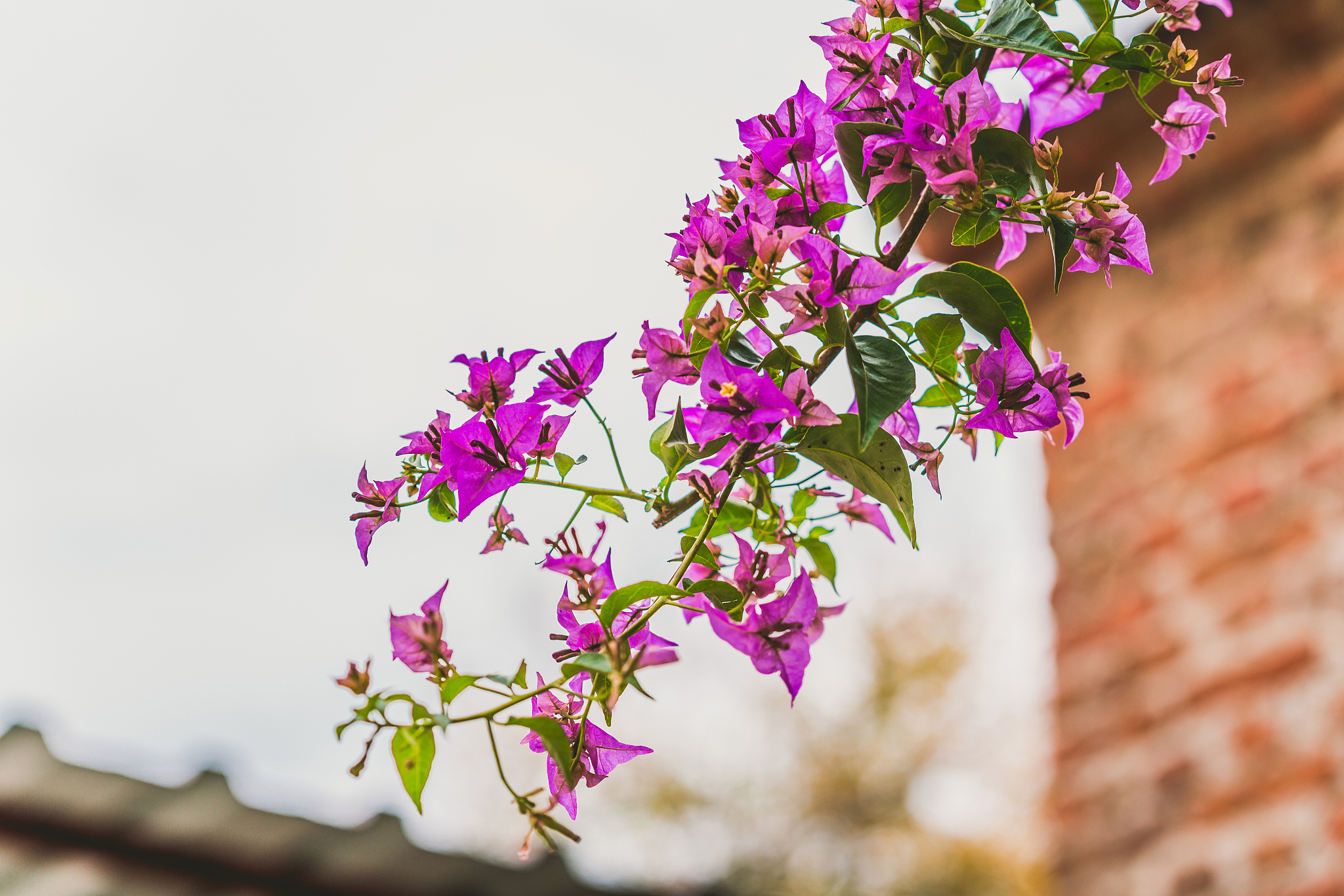 三角梅的花语是什么