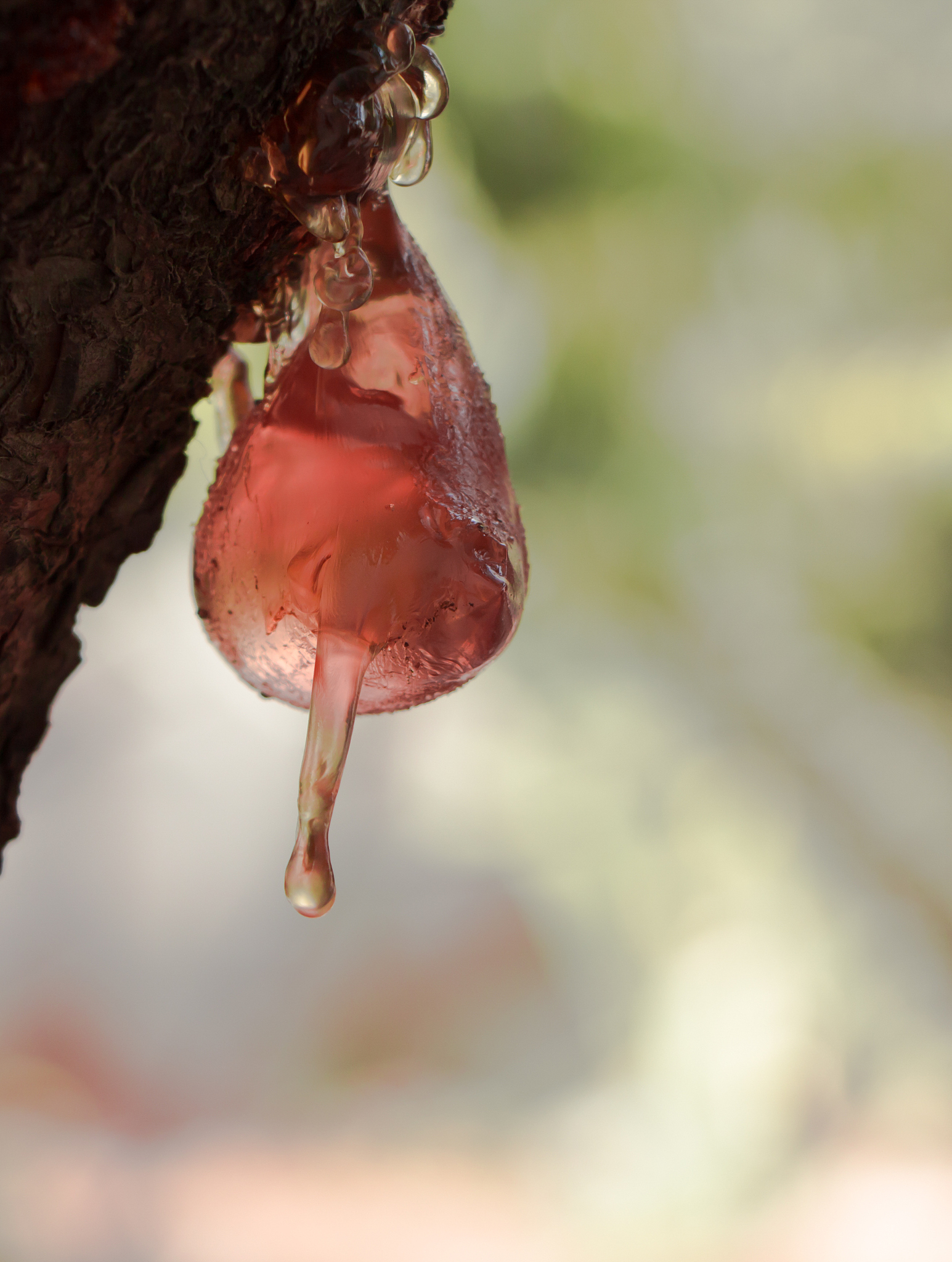 tree resin is dripping
